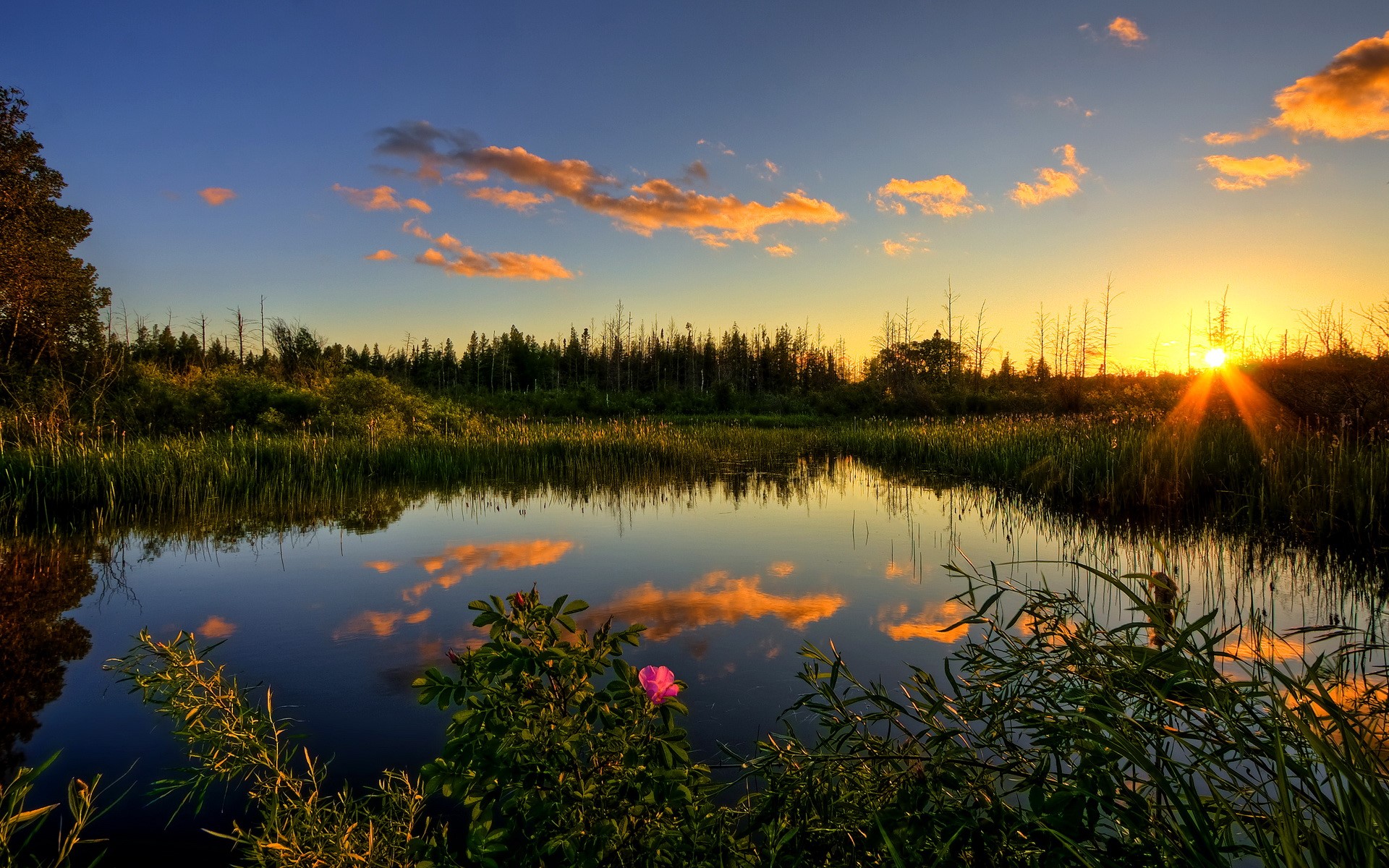 Sunset over a calm lake with reeds and trees HD Wallpaper