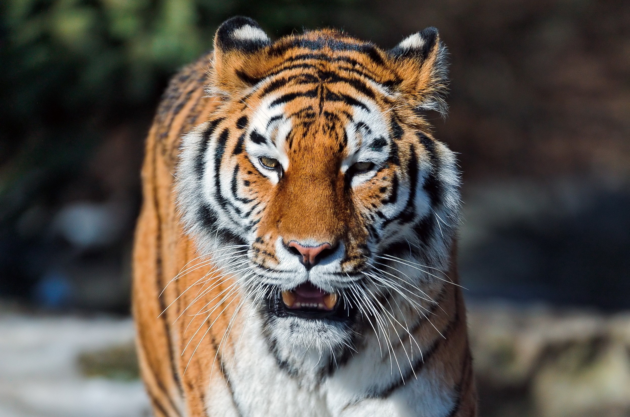 Tiger with open mouth HD Wallpaper