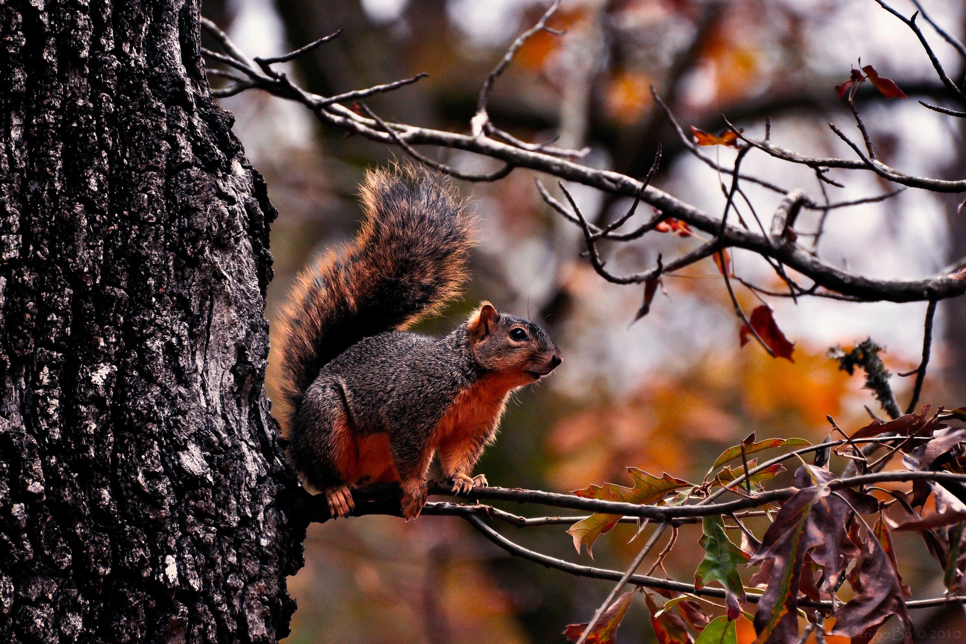 Squirrel on a tree branch in autumn HD Wallpaper
