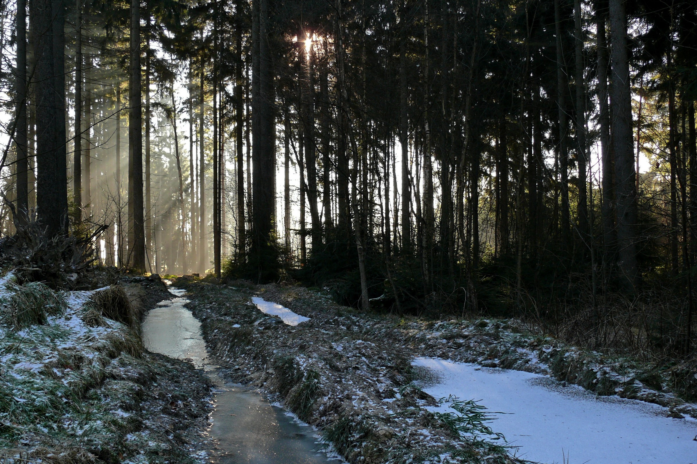 Sunlight filtering through a forest with snow HD Wallpaper