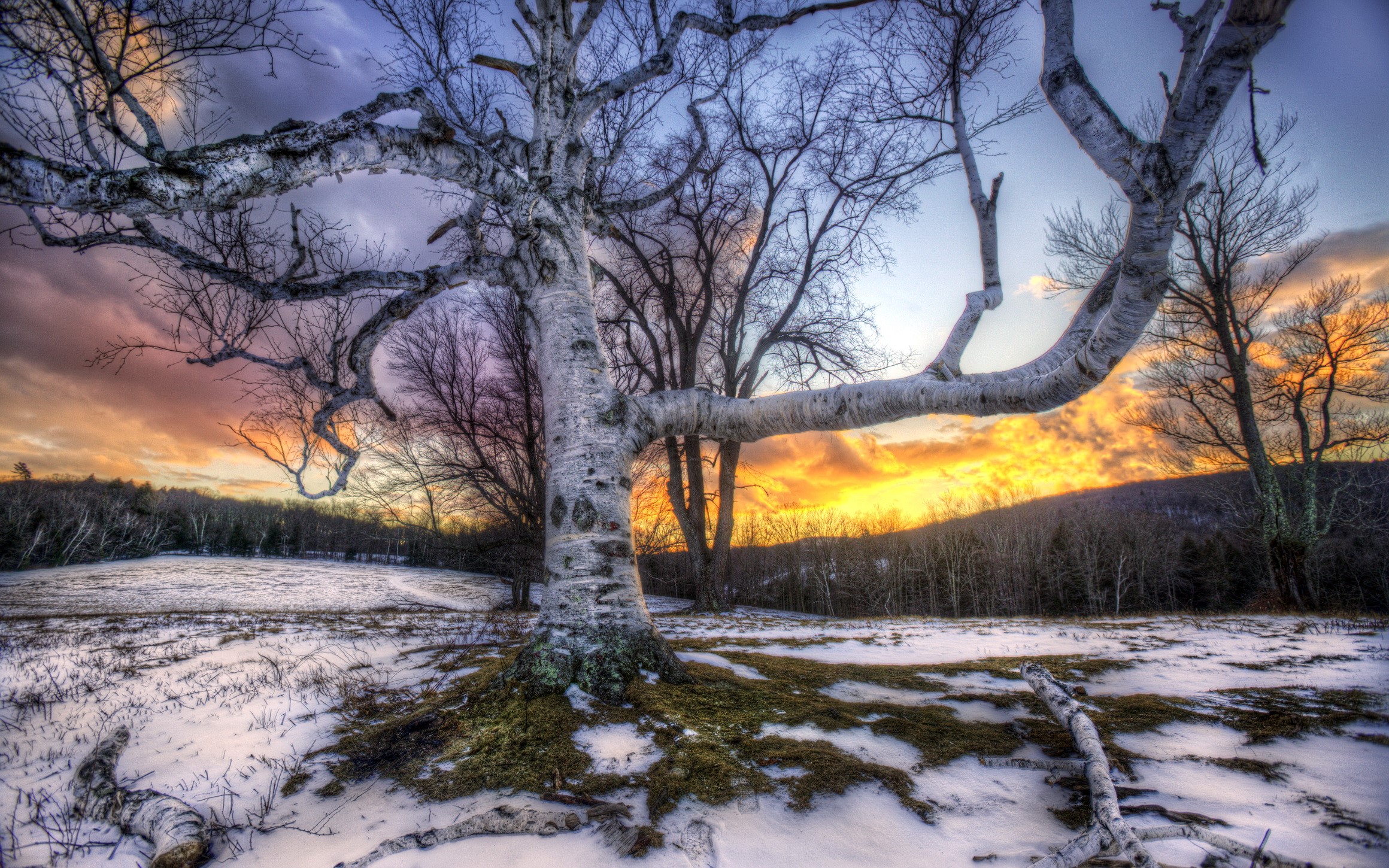 Winter landscape with birch tree at sunset HD Wallpaper