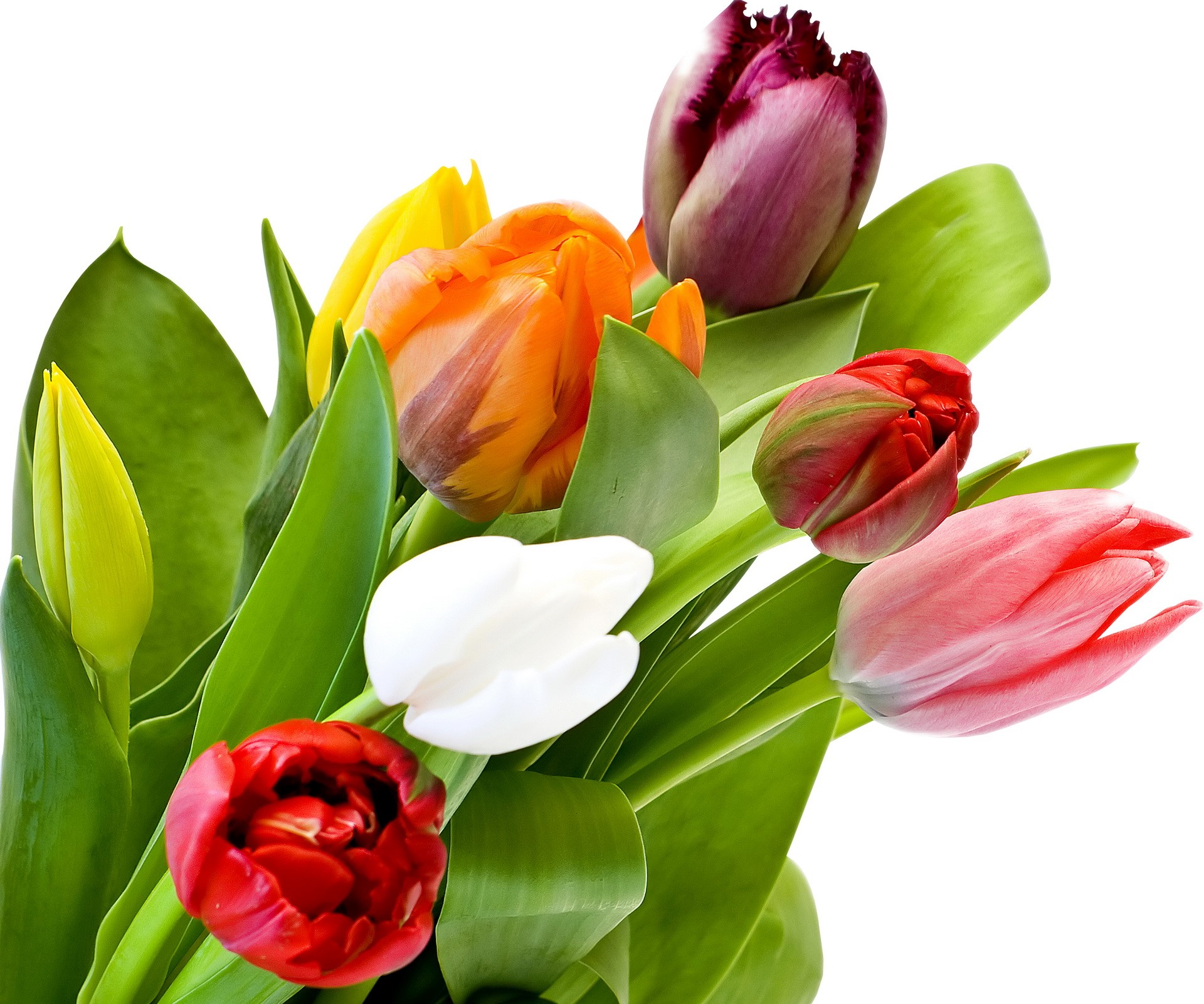 A bouquet of colorful tulips HD Wallpaper