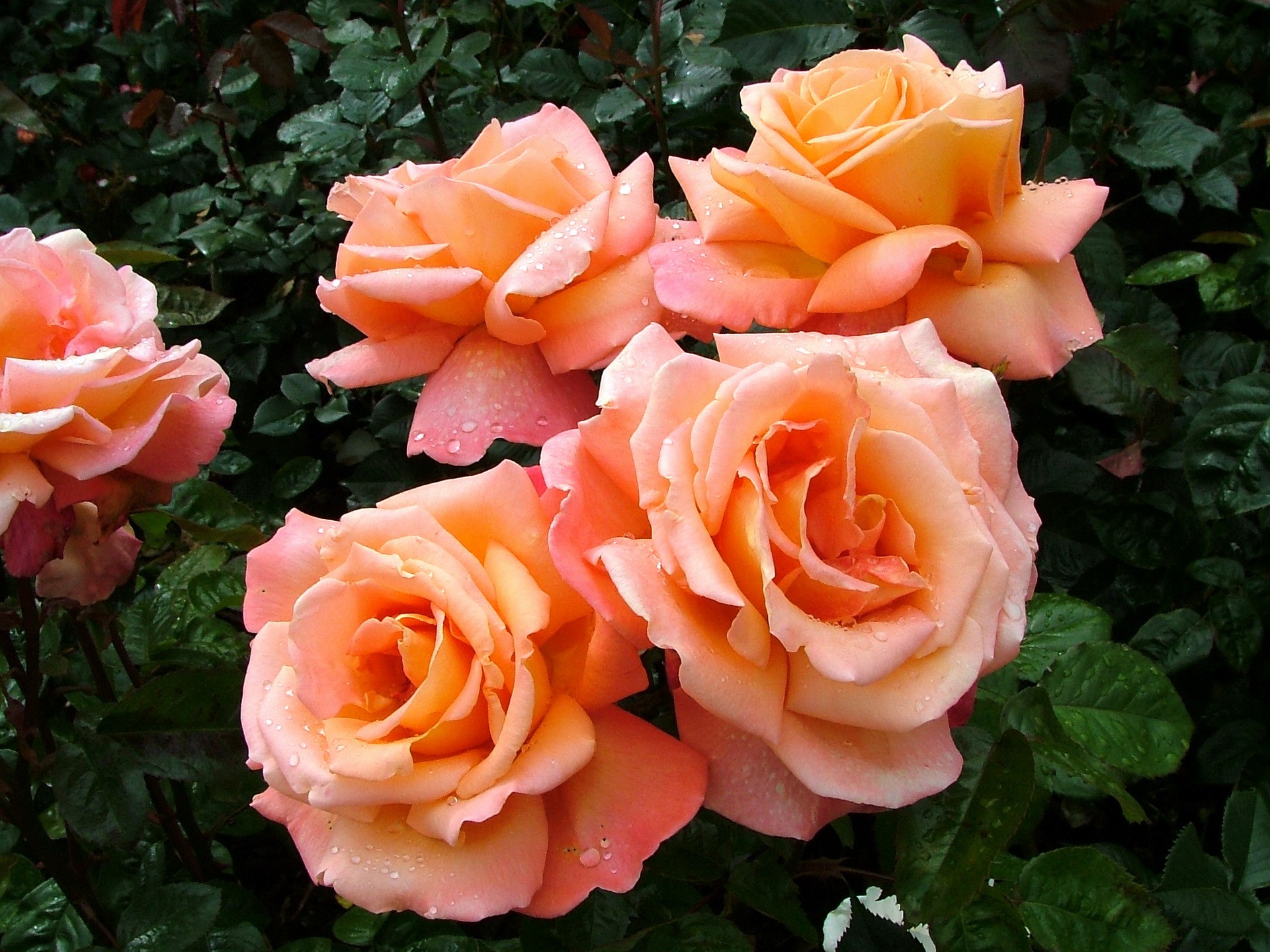 Four peach roses with water droplets HD Wallpaper