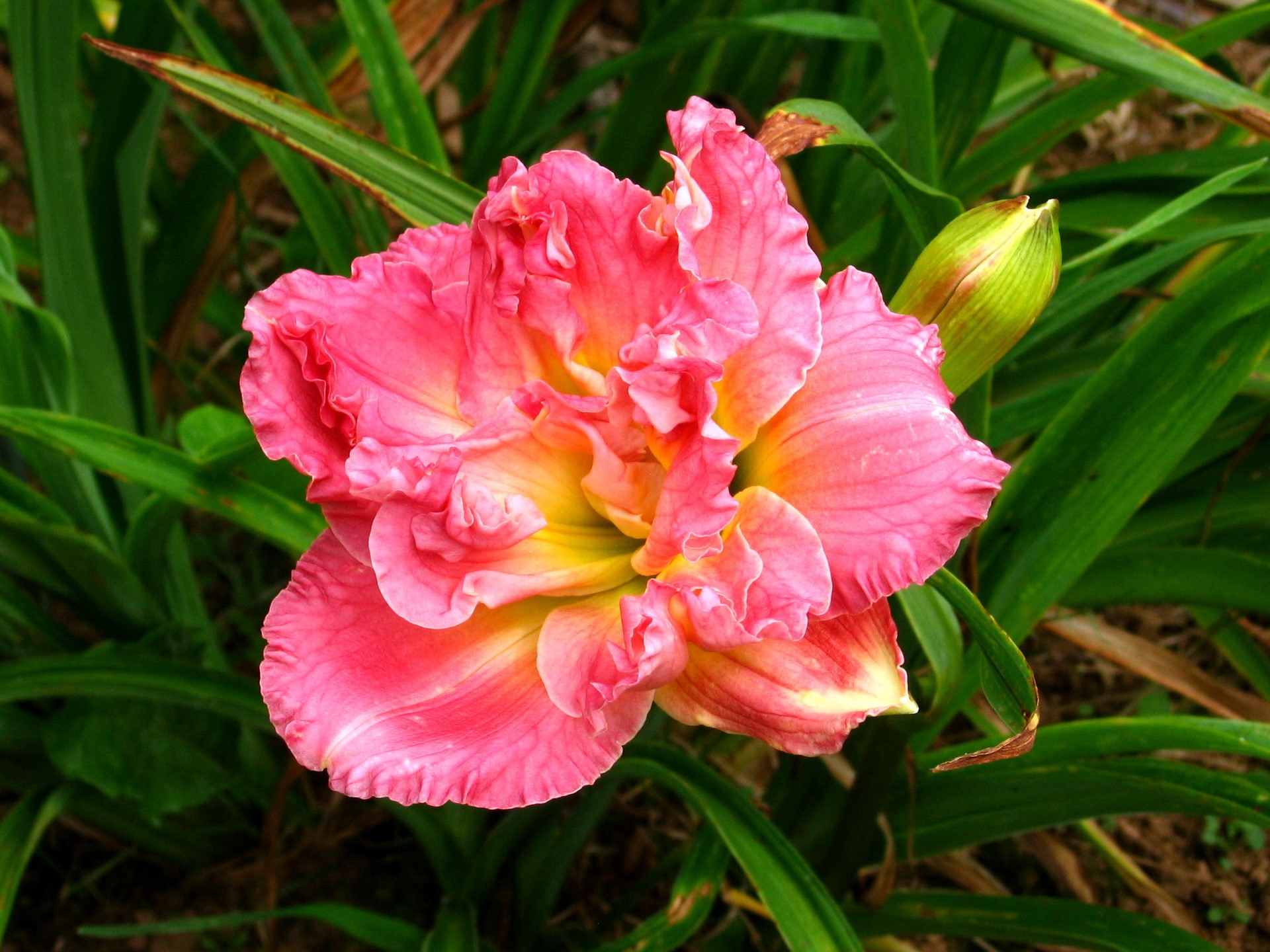 Pink and yellow double daylily flower with bud HD Wallpaper
