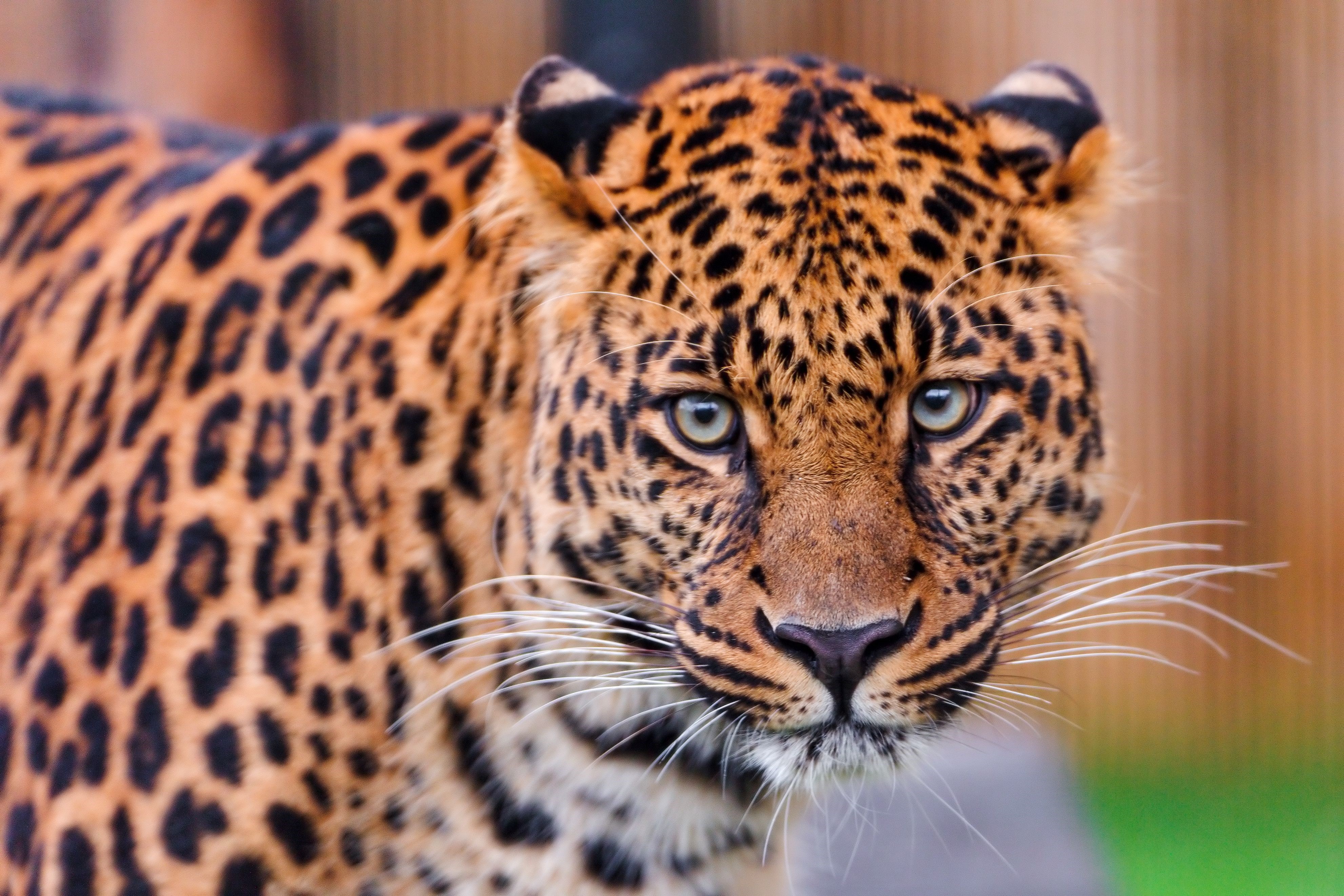 Leopard close-up HD Wallpaper