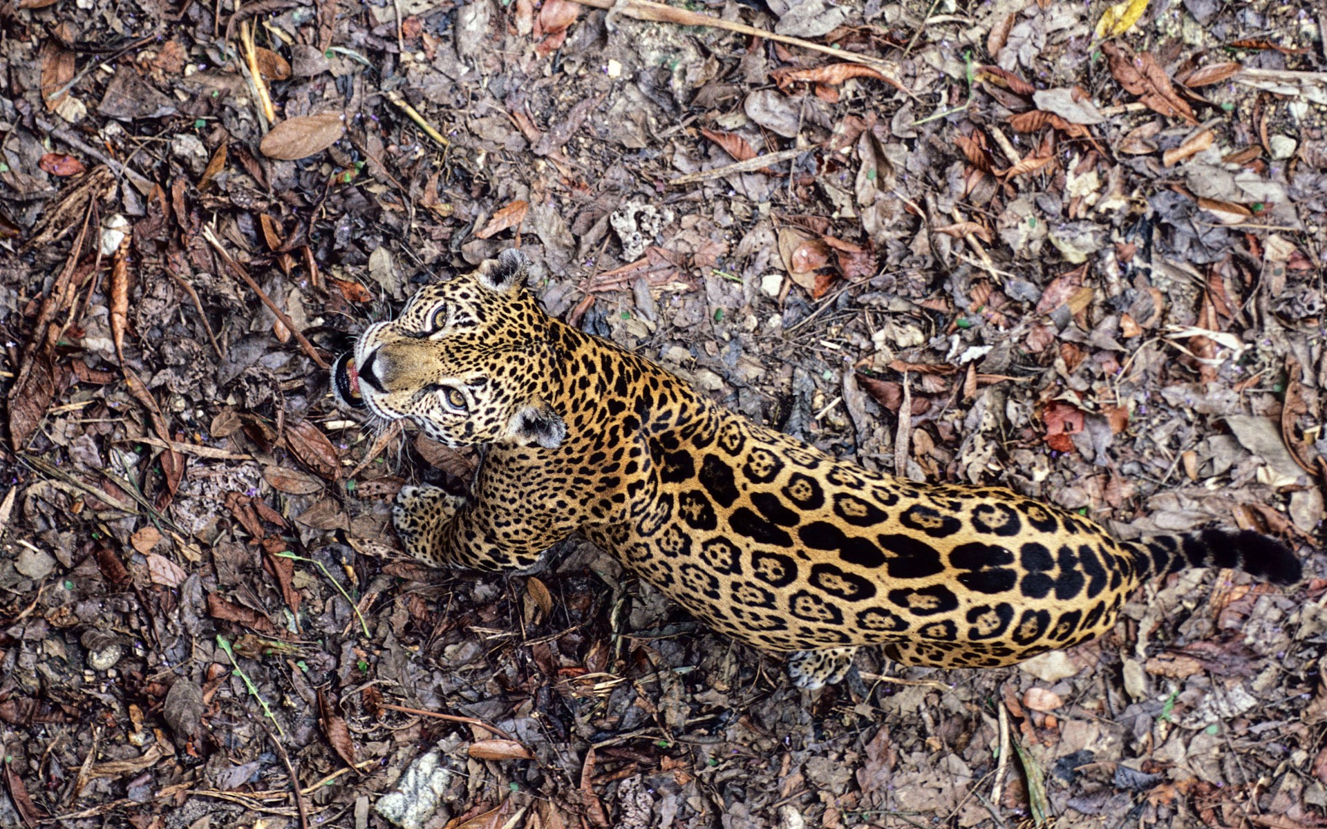 Jaguar lying on the forest floor HD Wallpaper