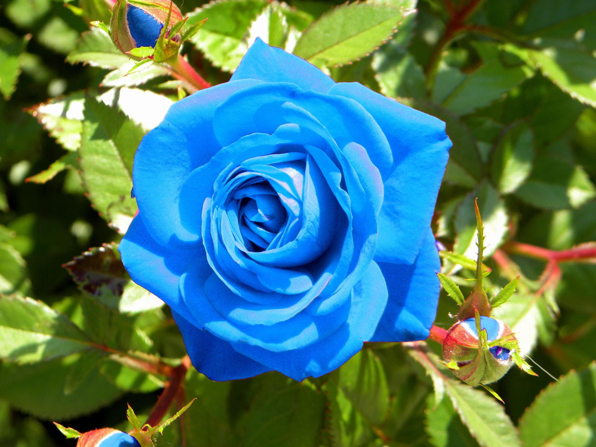A vibrant blue rose in full bloom with buds HD Wallpaper