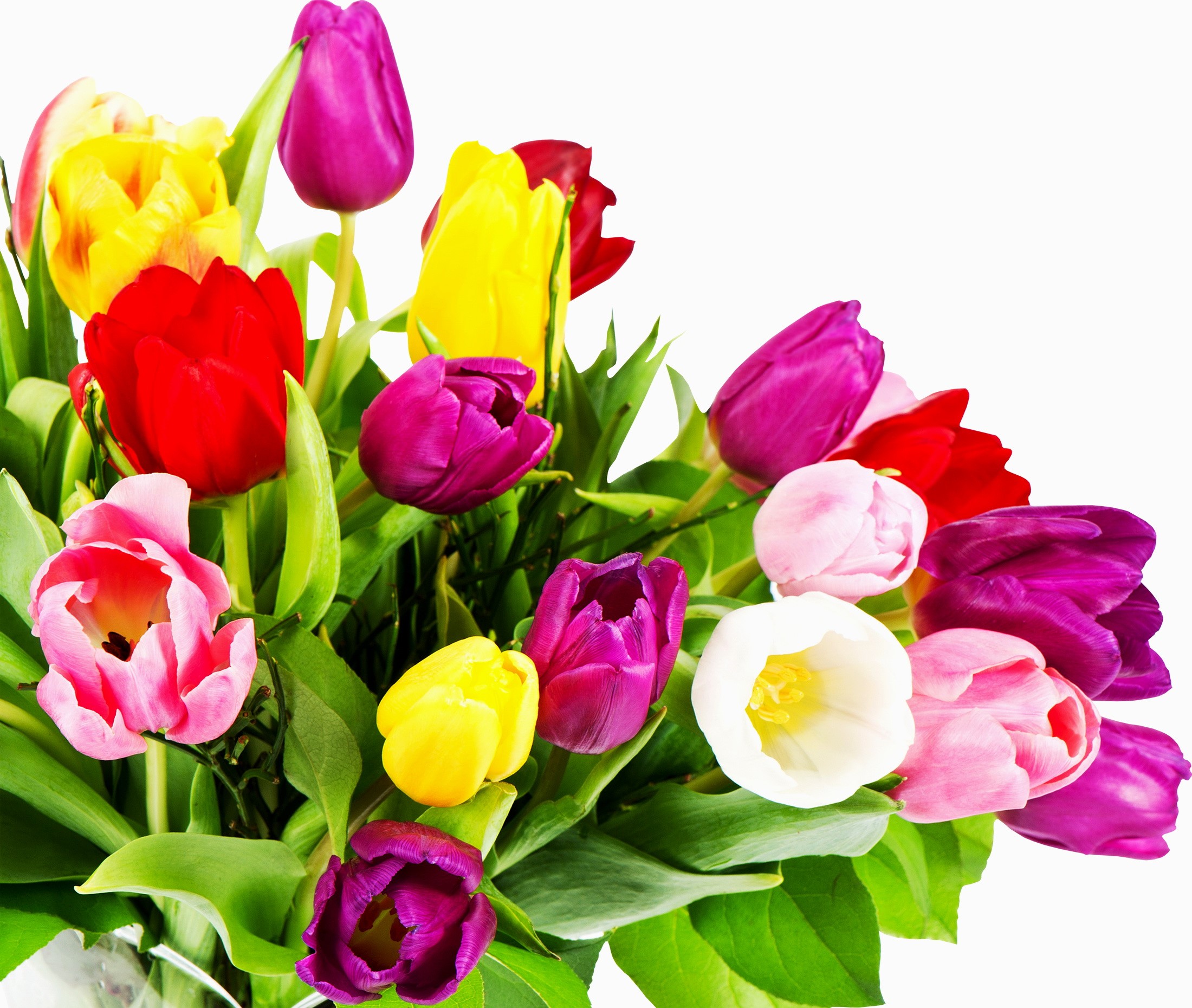 A bouquet of colorful tulips HD Wallpaper