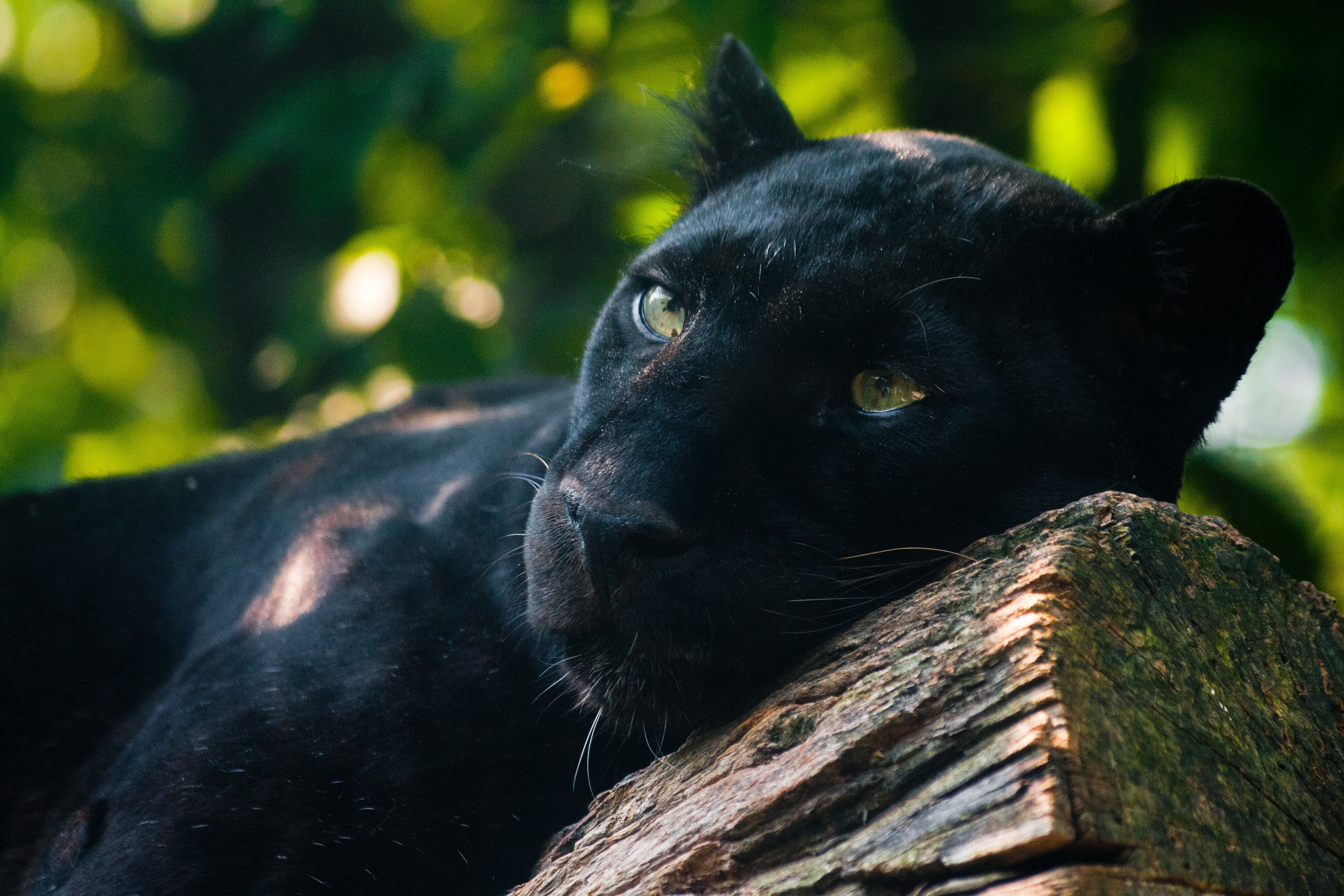 Black Panther resting on a log HD Wallpaper
