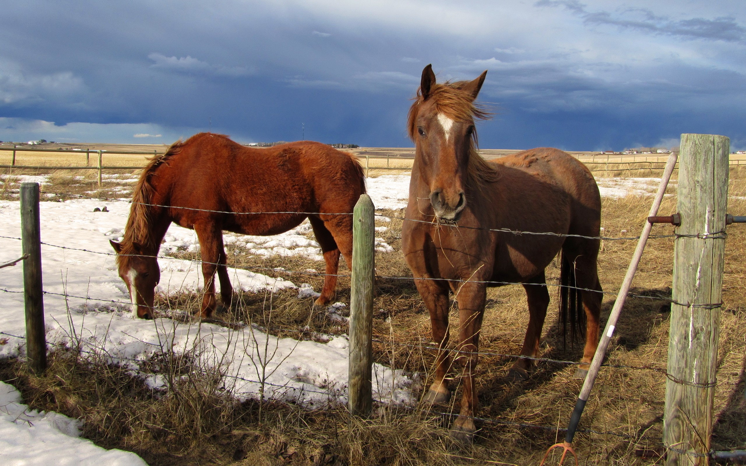 Two brown horses in a field with a stormy sky HD Wallpaper