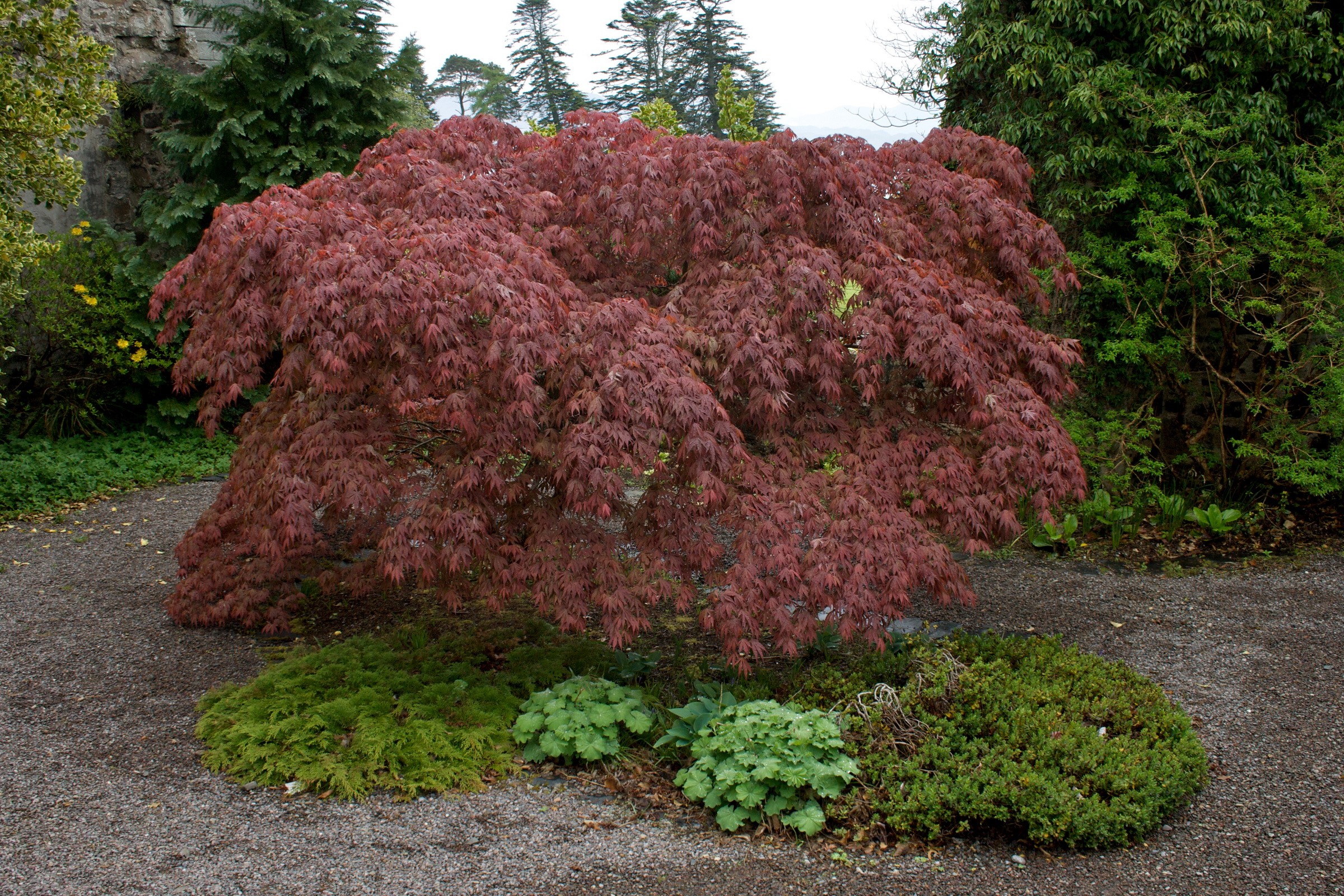 Japanese Maple tree in Armadale Castle gardens, Scotland HD Wallpaper