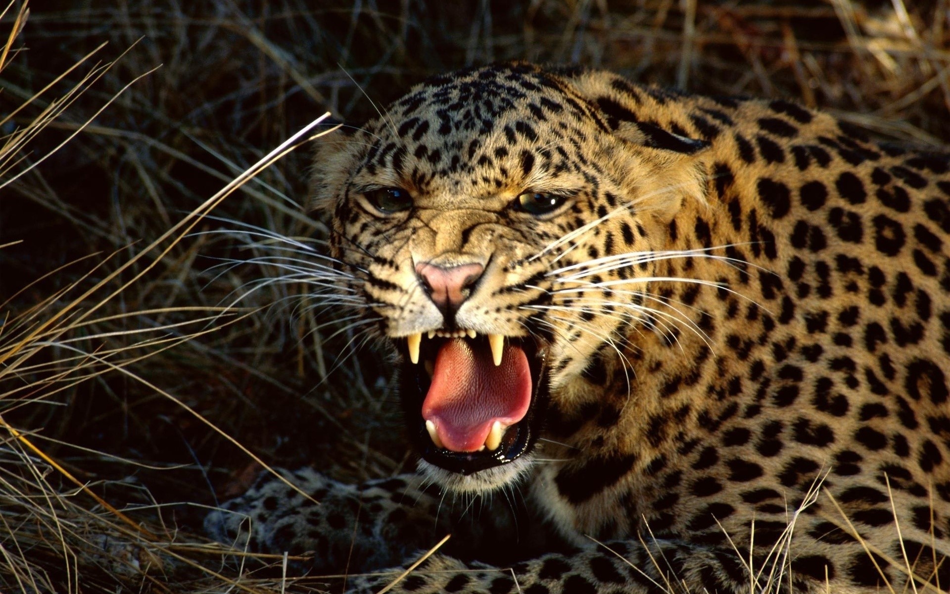 Leopard snarling with mouth open in tall grass HD Wallpaper