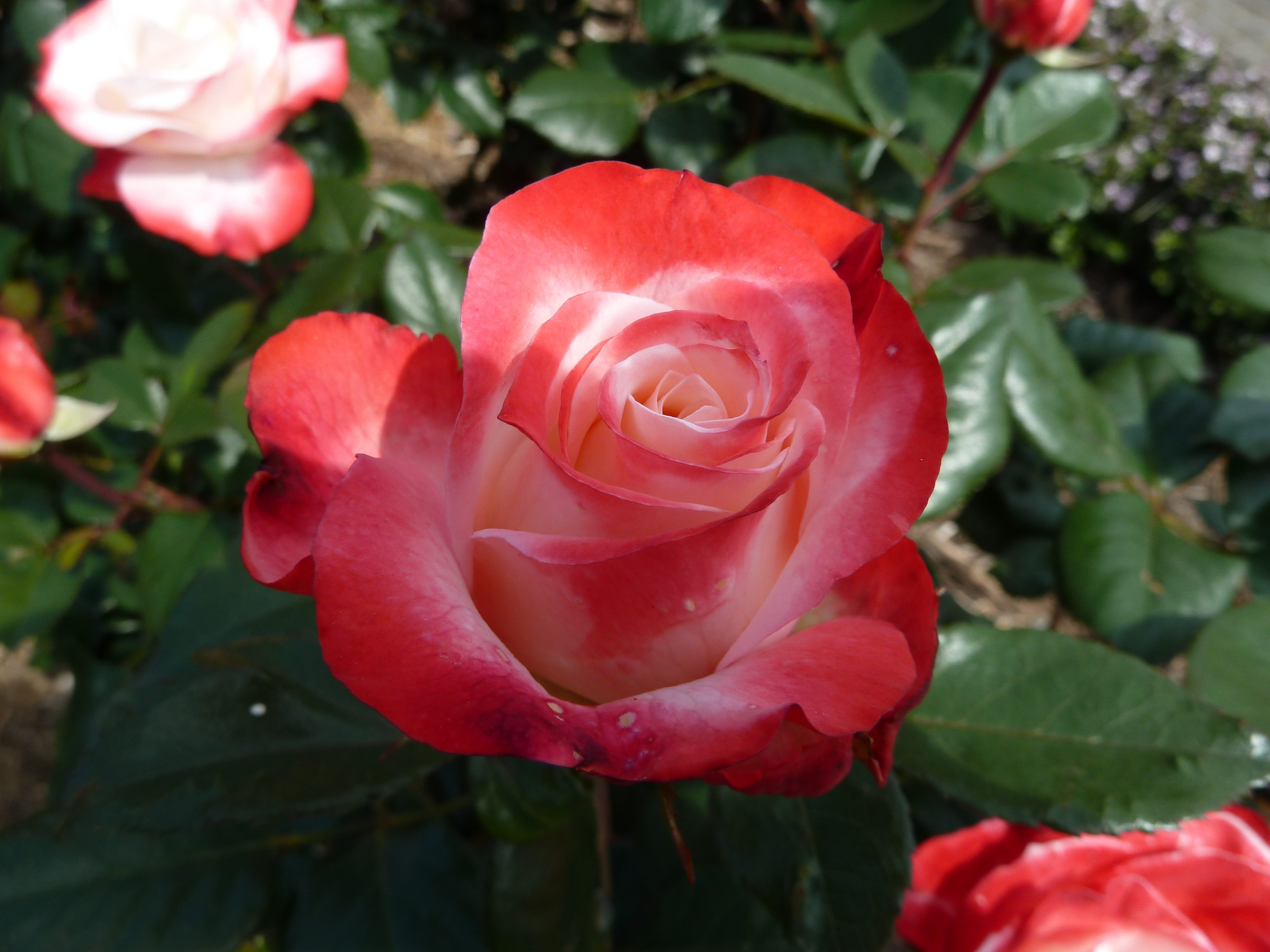 Red and white roses in a garden HD Wallpaper