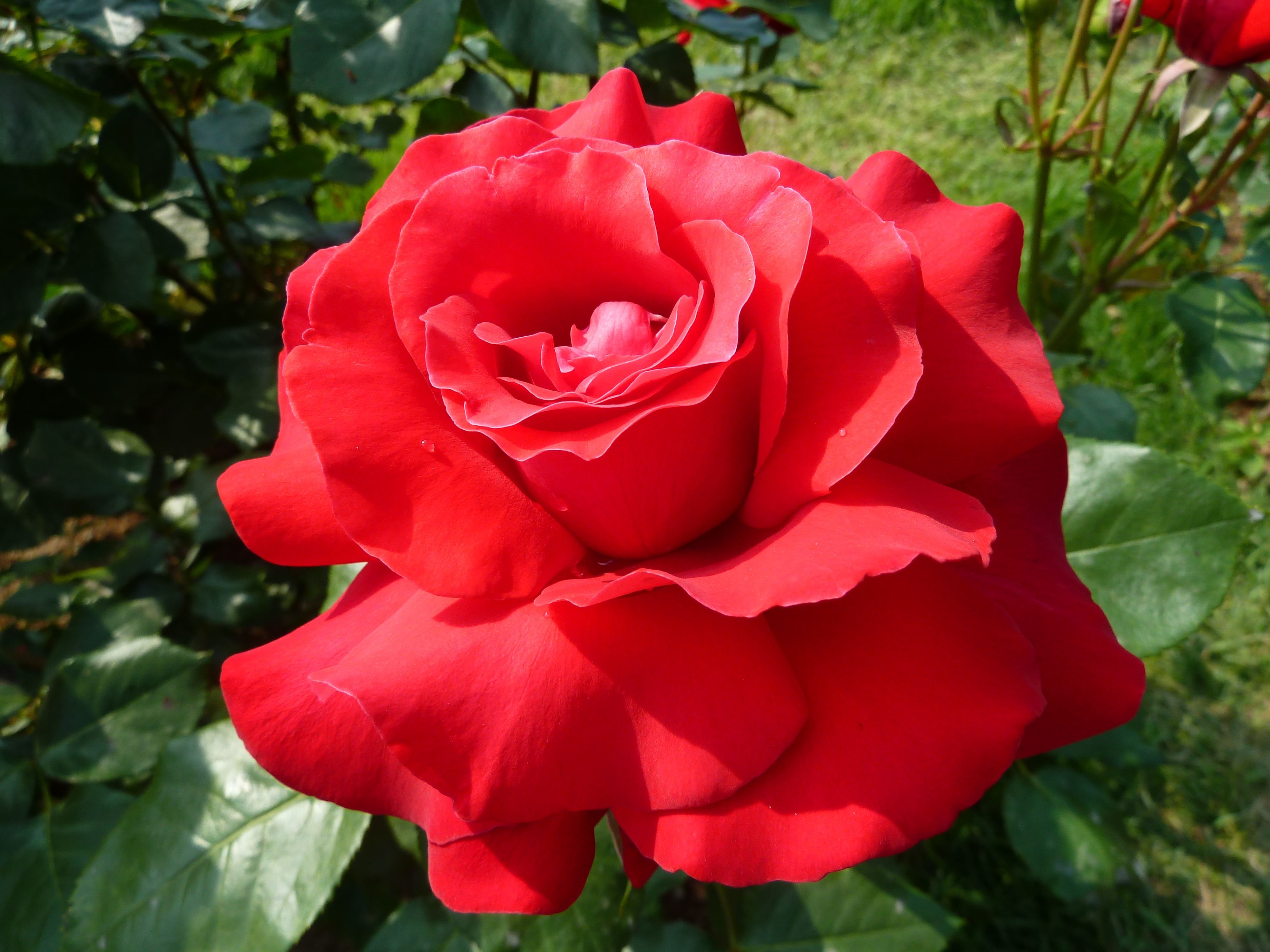 Red Rose in Garden HD Wallpaper