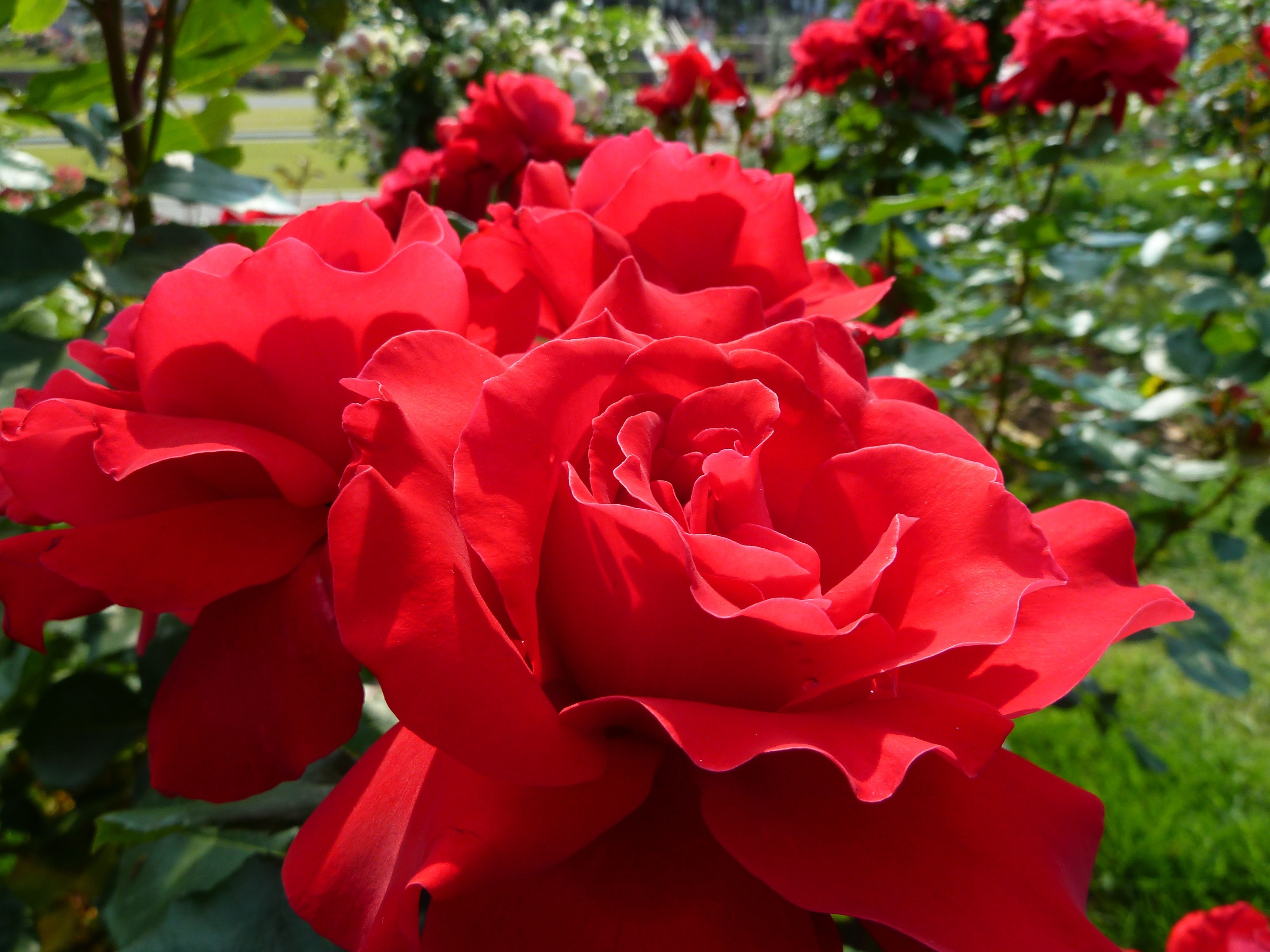 Red Roses in a Garden HD Wallpaper