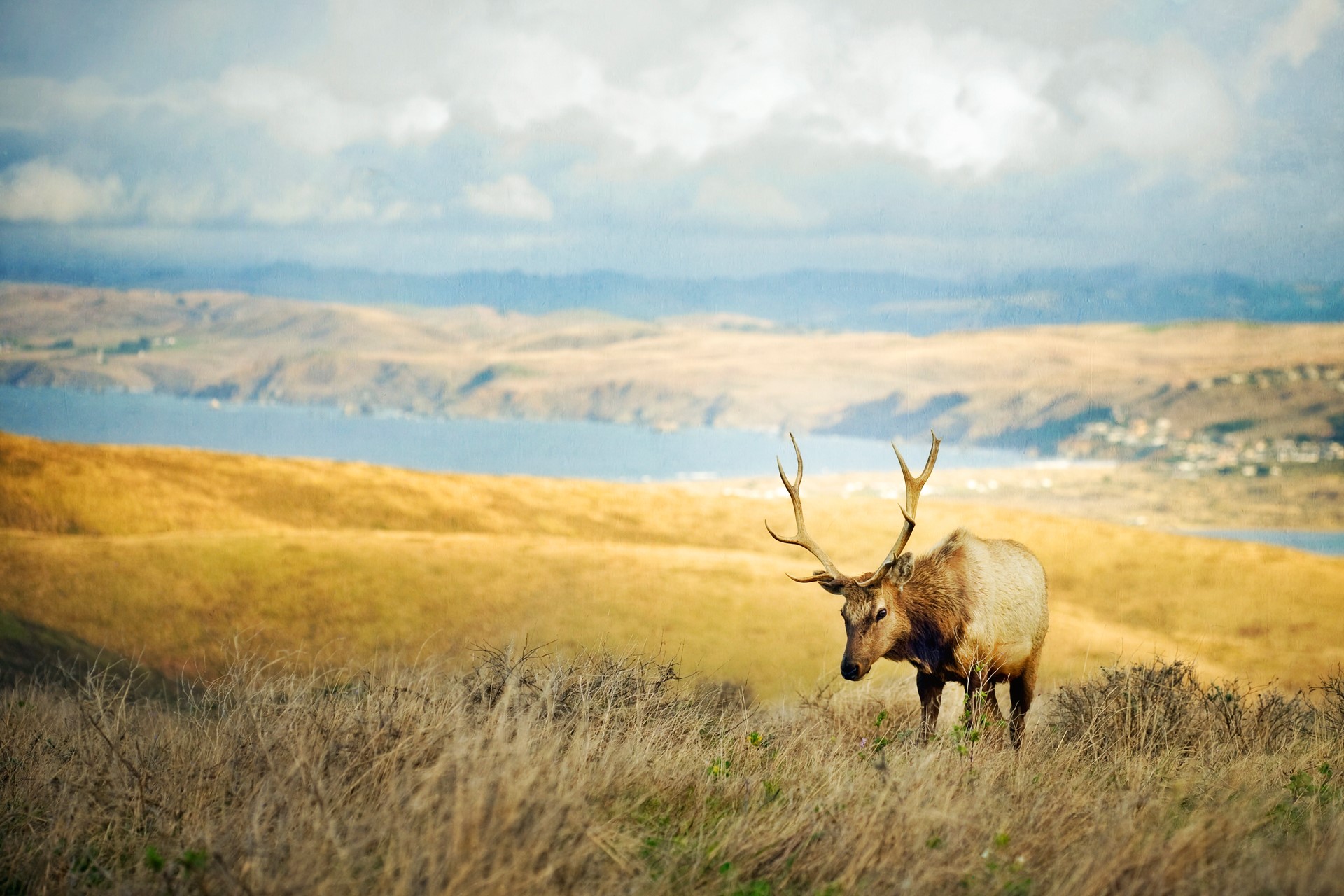 Elk with antlers in a grassy field near a body of water HD Wallpaper