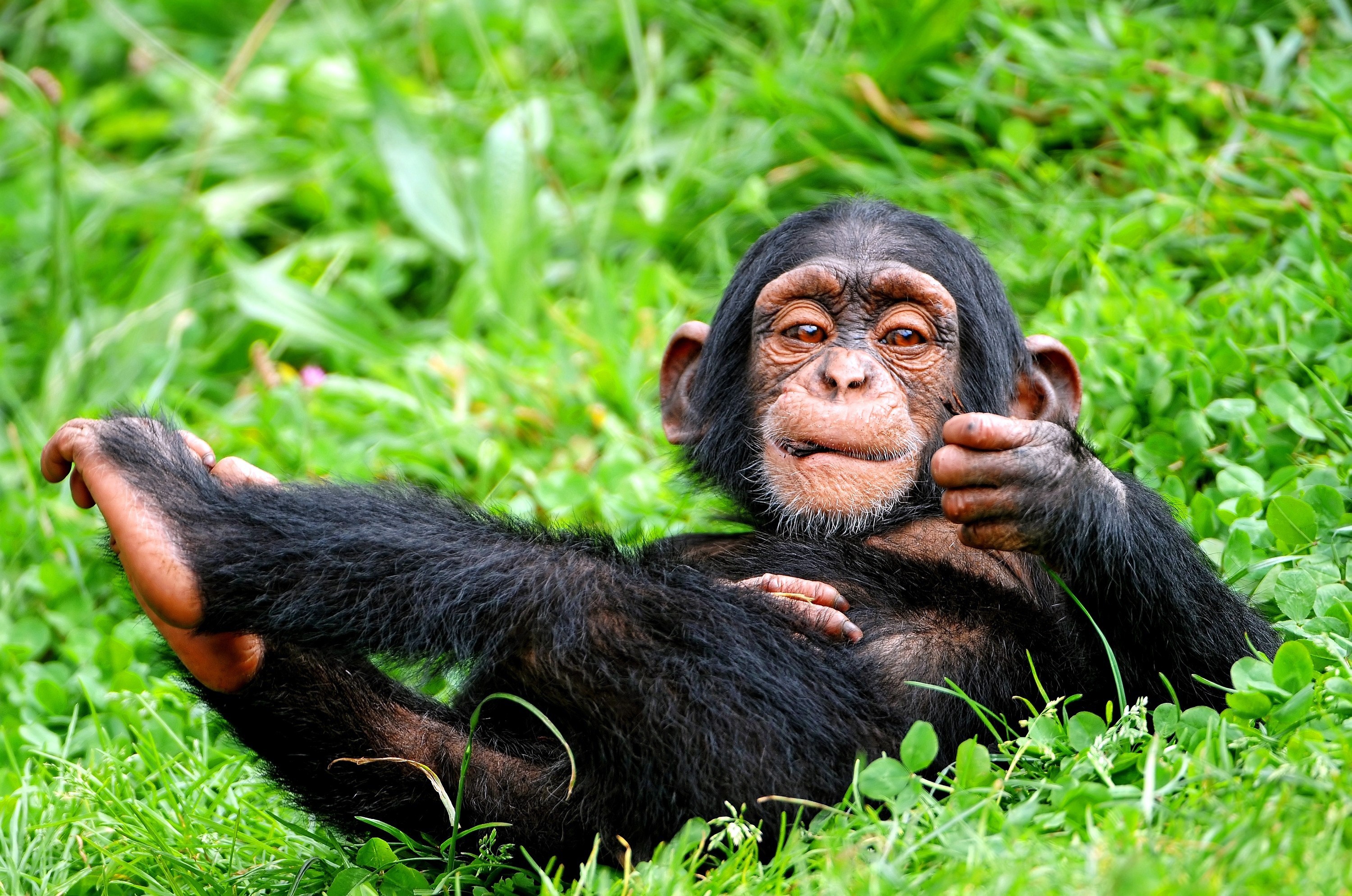 Chimpanzee lying in green grass HD Wallpaper