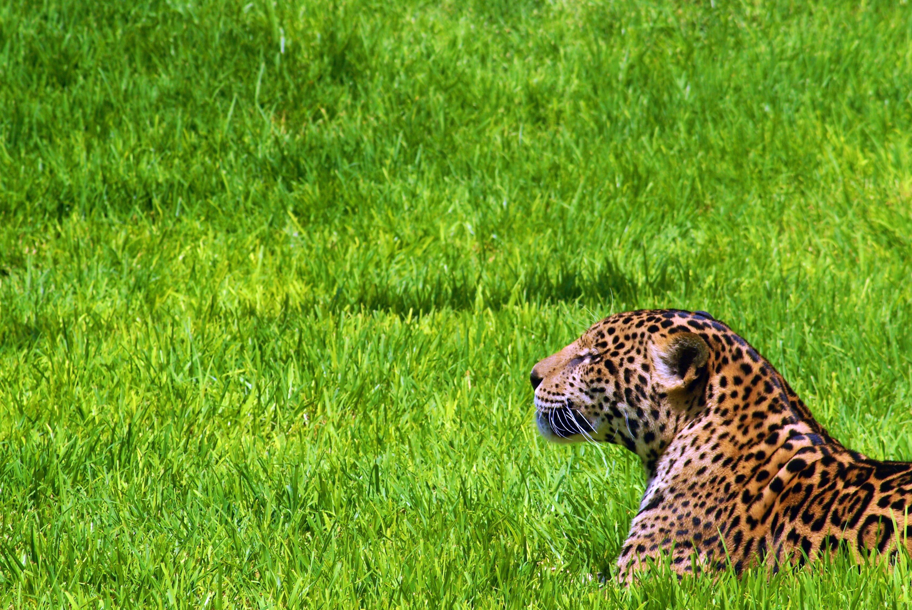 Jaguar lying in green grass HD Wallpaper