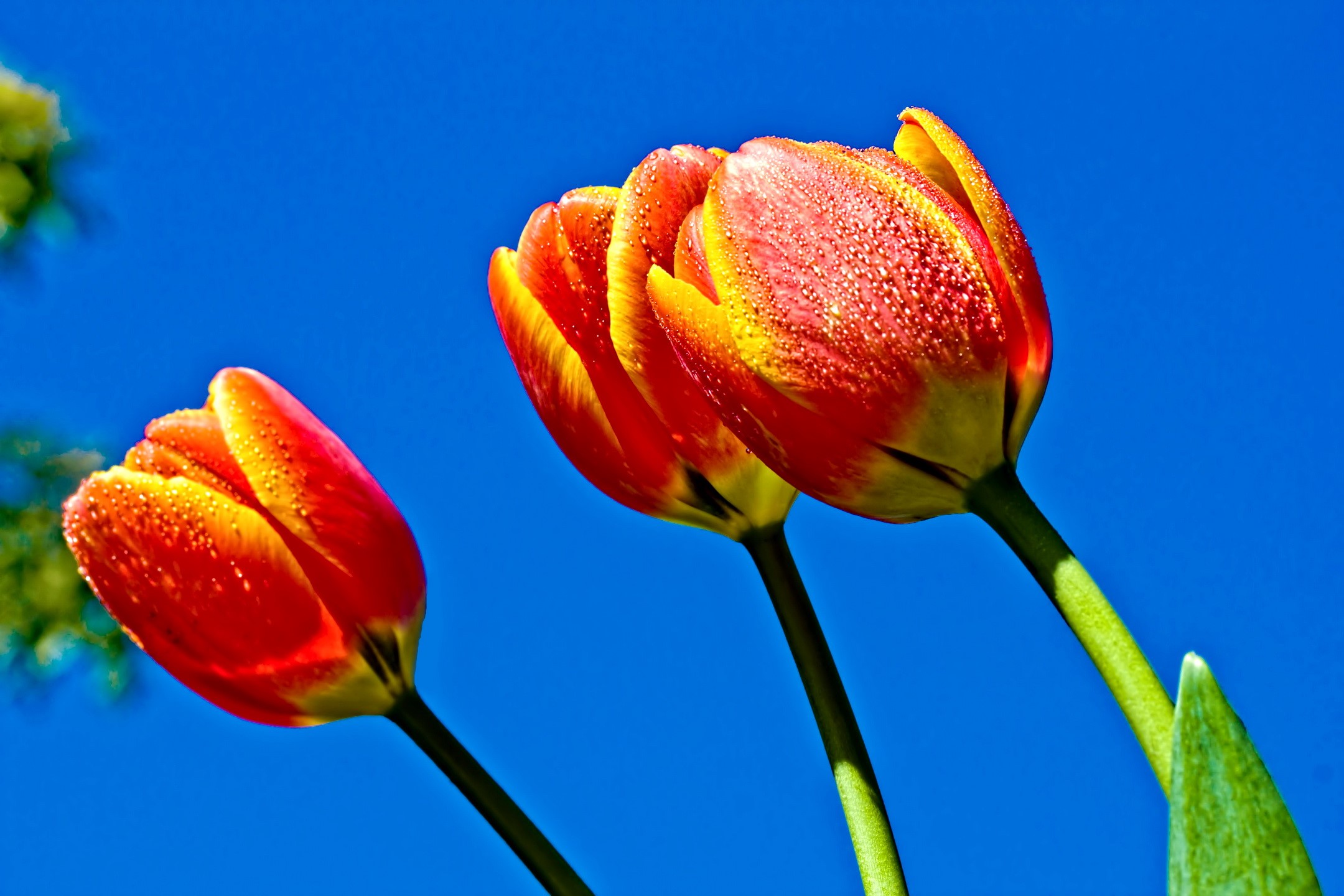 Red and yellow tulips with water droplets HD Wallpaper