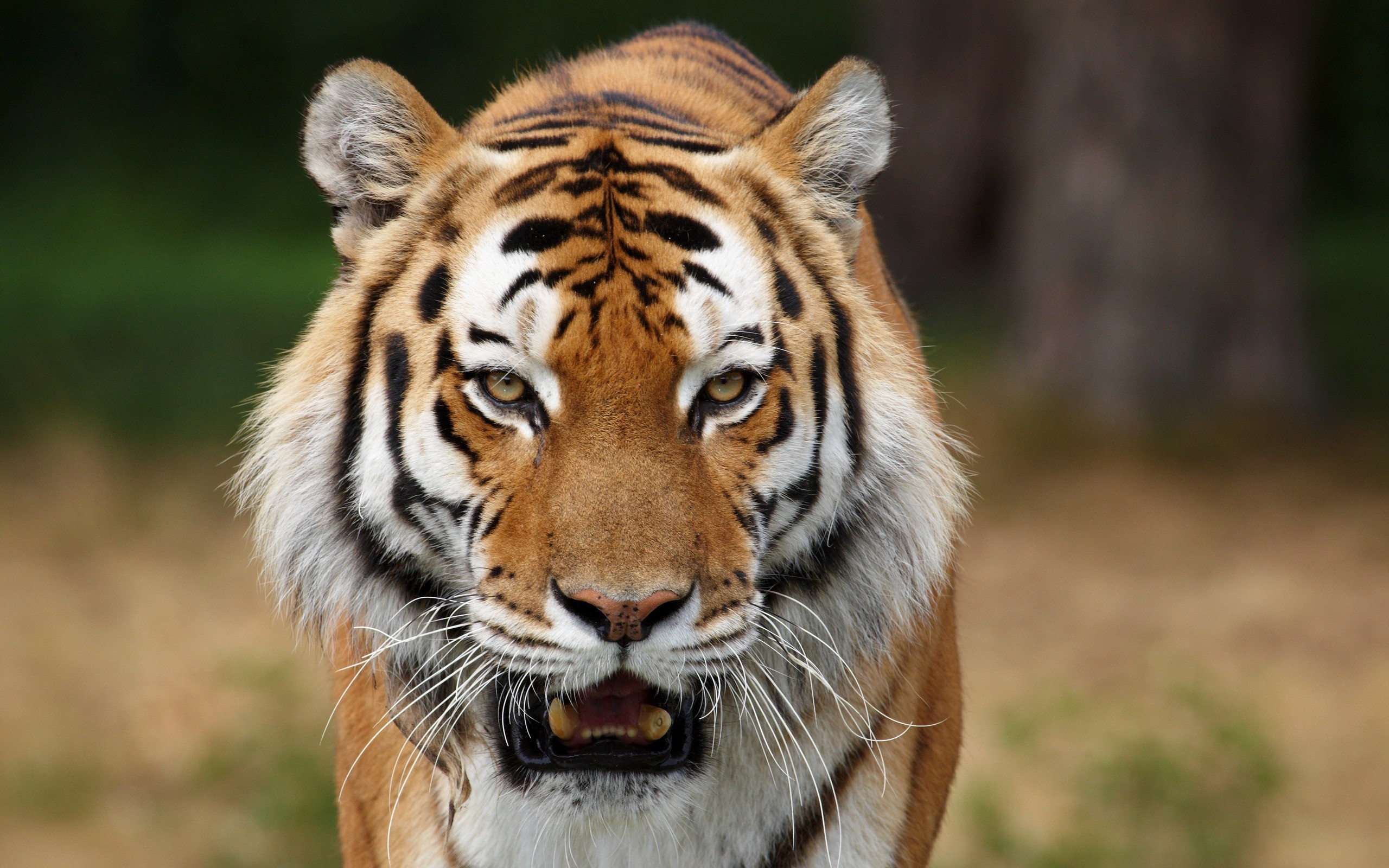 Close-up of a tiger's face HD Wallpaper