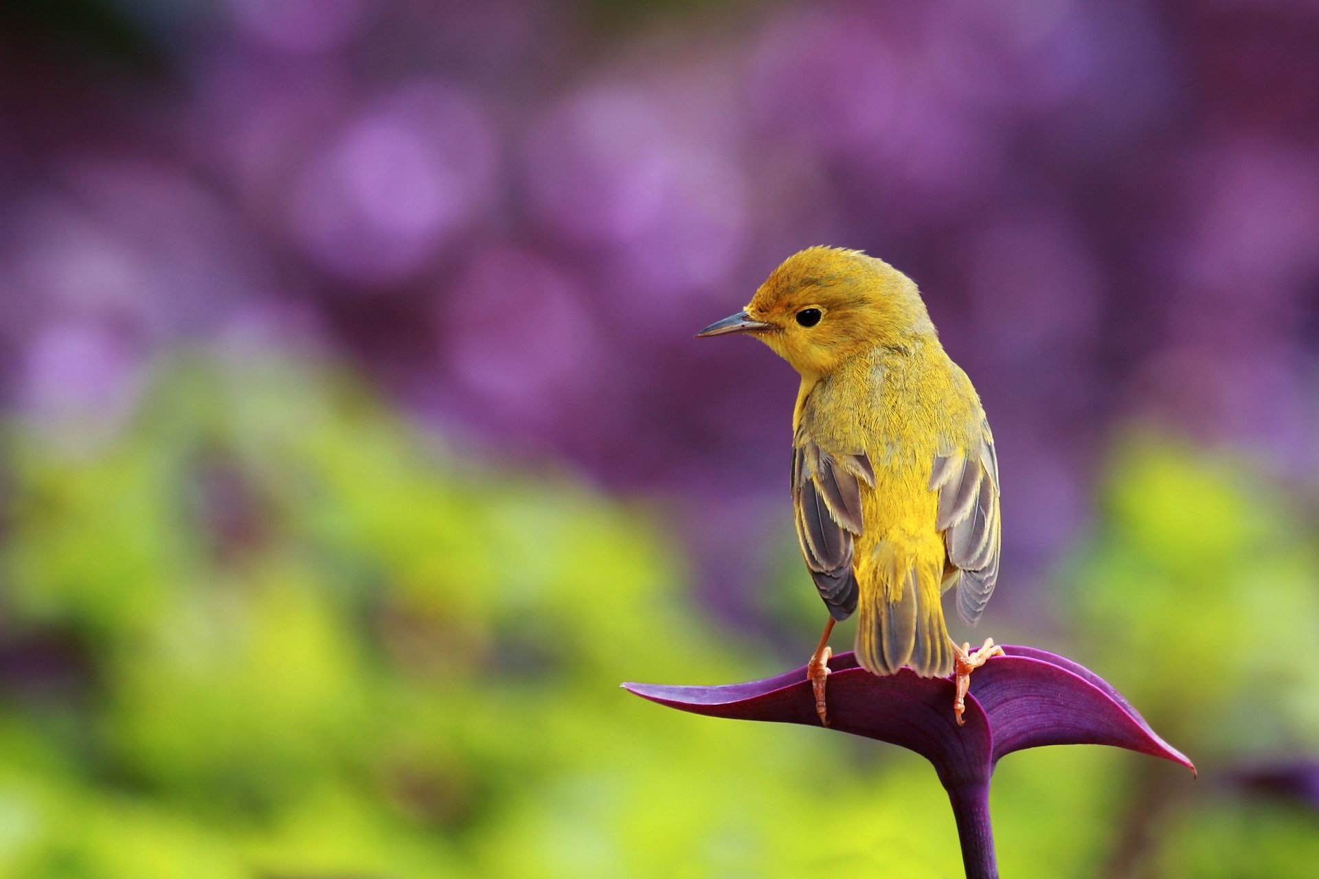 Yellow bird perched on a purple leaf HD Wallpaper