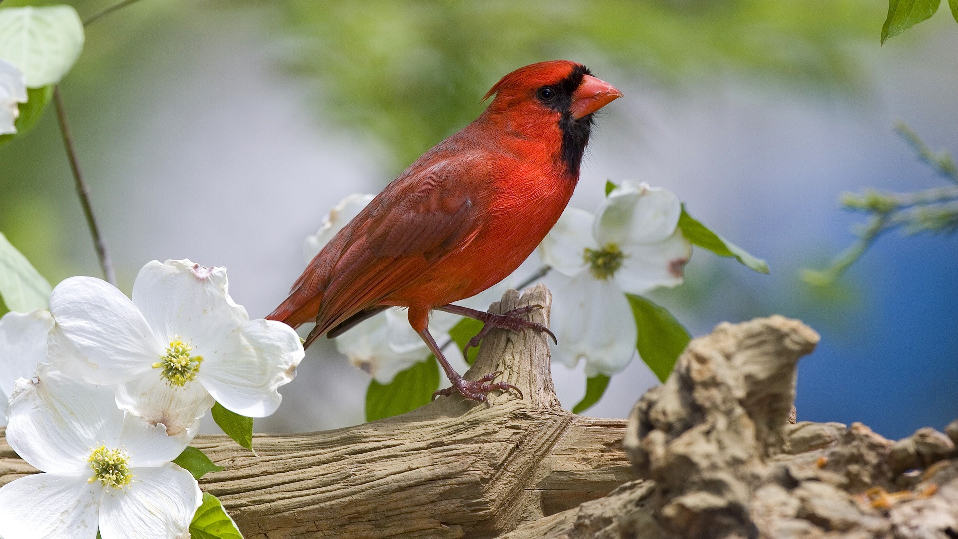 Red Cardinal bird on a branch with white flowers HD Wallpaper