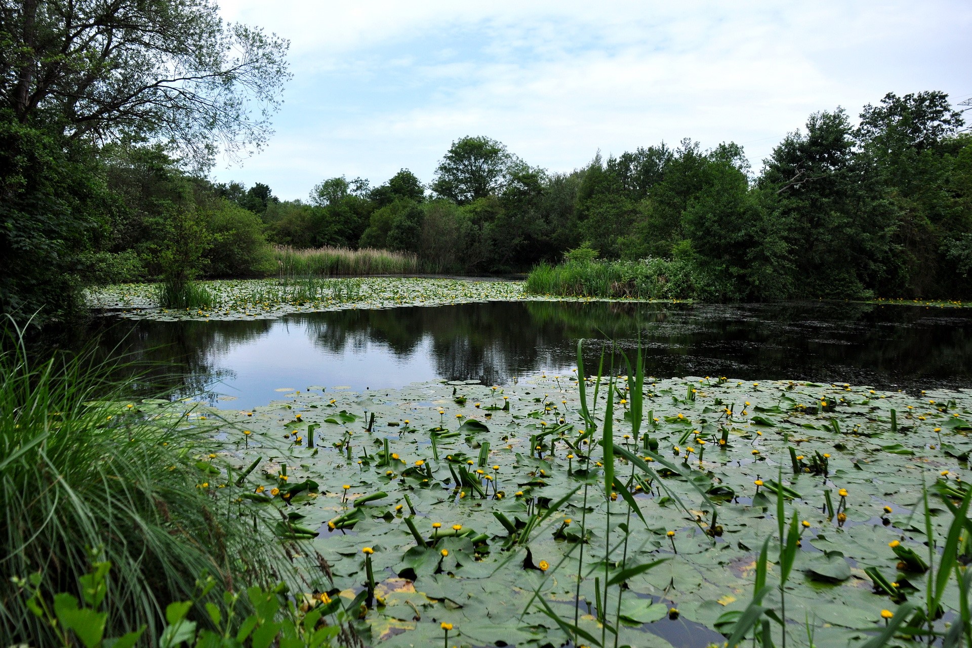 Lake with lily pads and trees in the United Kingdom HD Wallpaper