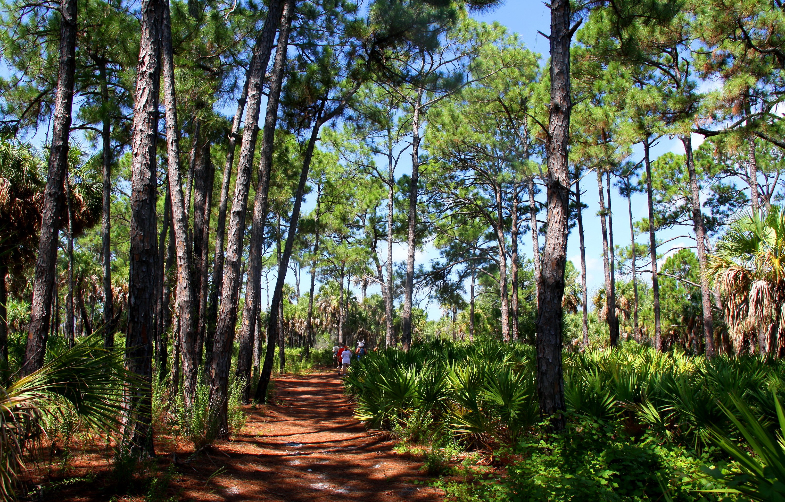 People walking on a path in Caladesi Island State Park, Florida HD Wallpaper