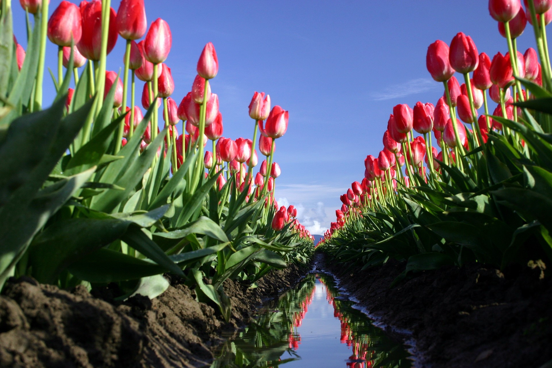 Rows of red tulips reflected in water under a blue sky HD Wallpaper