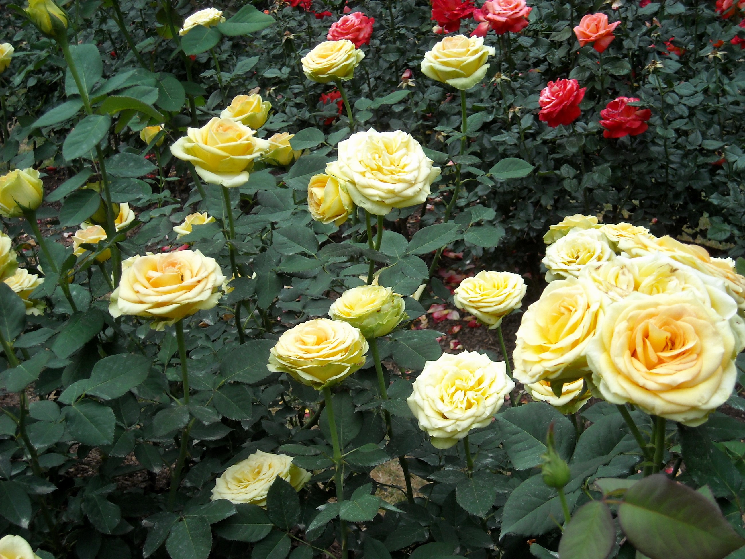 Yellow and red roses in a garden HD Wallpaper
