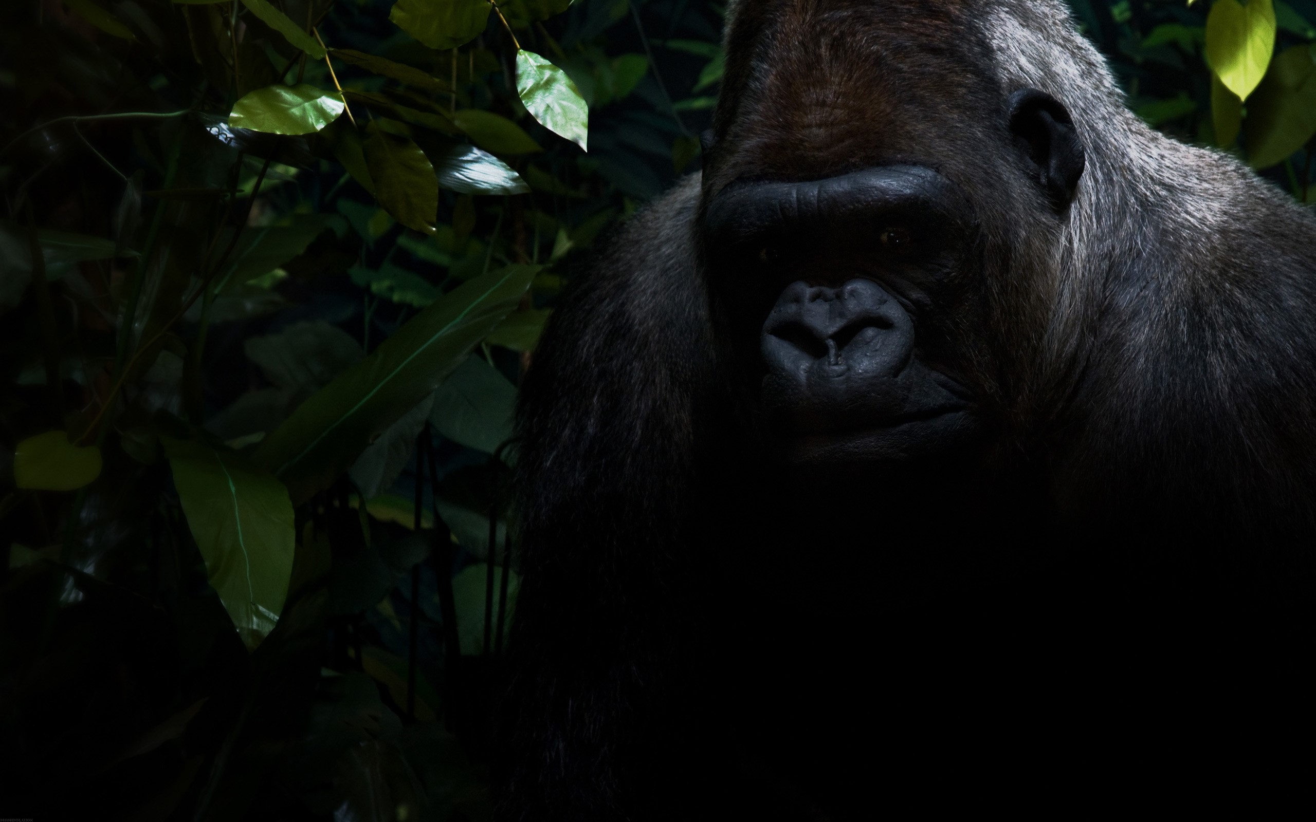 Gorilla in a dark jungle setting HD Wallpaper