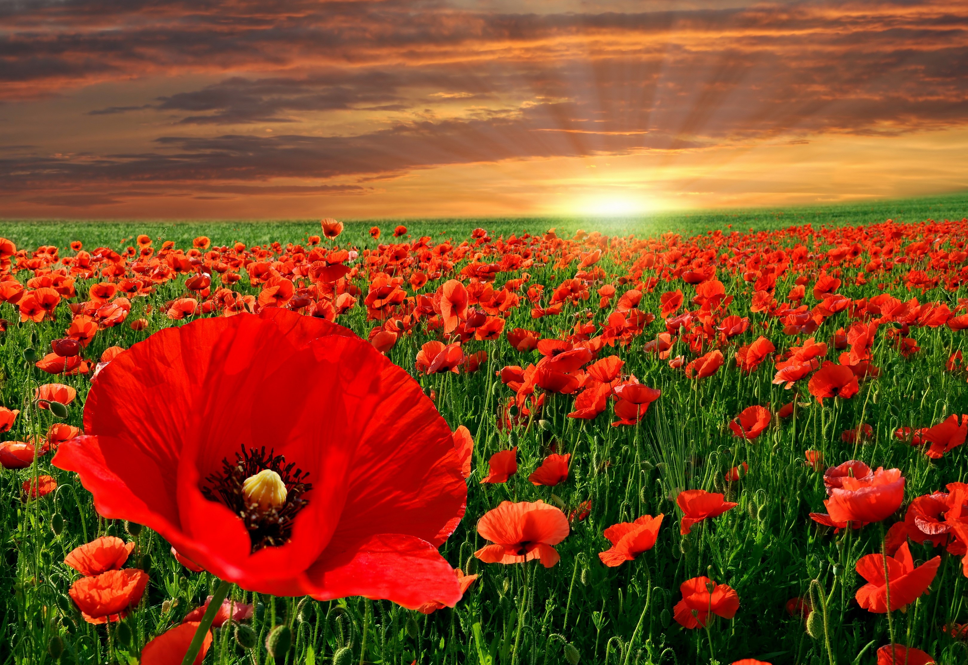 Field of red poppies at sunset HD Wallpaper
