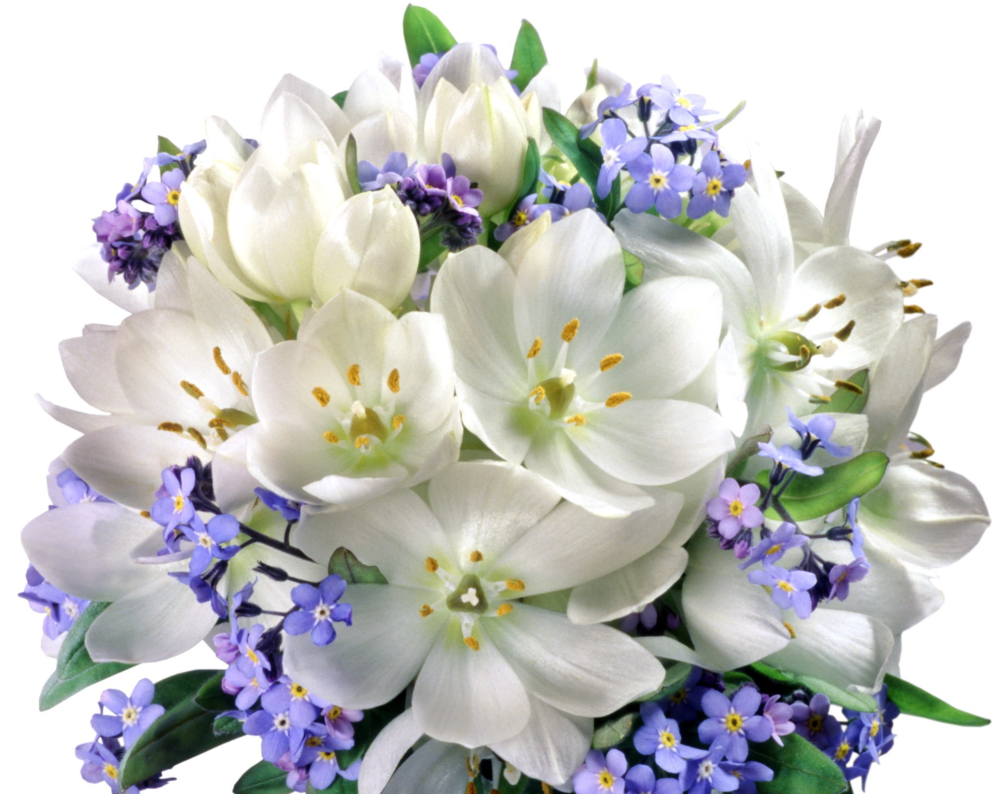 White Tulips and Blue Forget-Me-Nots Bouquet HD Wallpaper