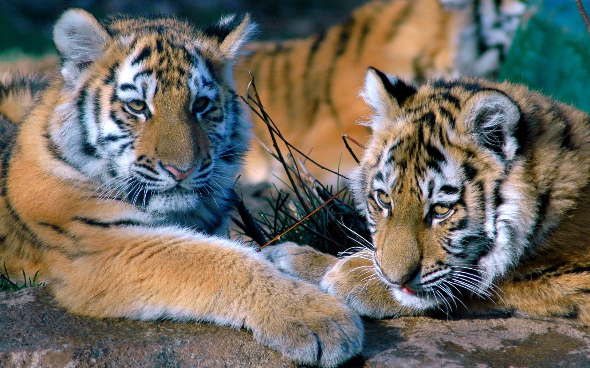 Two tiger cubs resting on rocks HD Wallpaper
