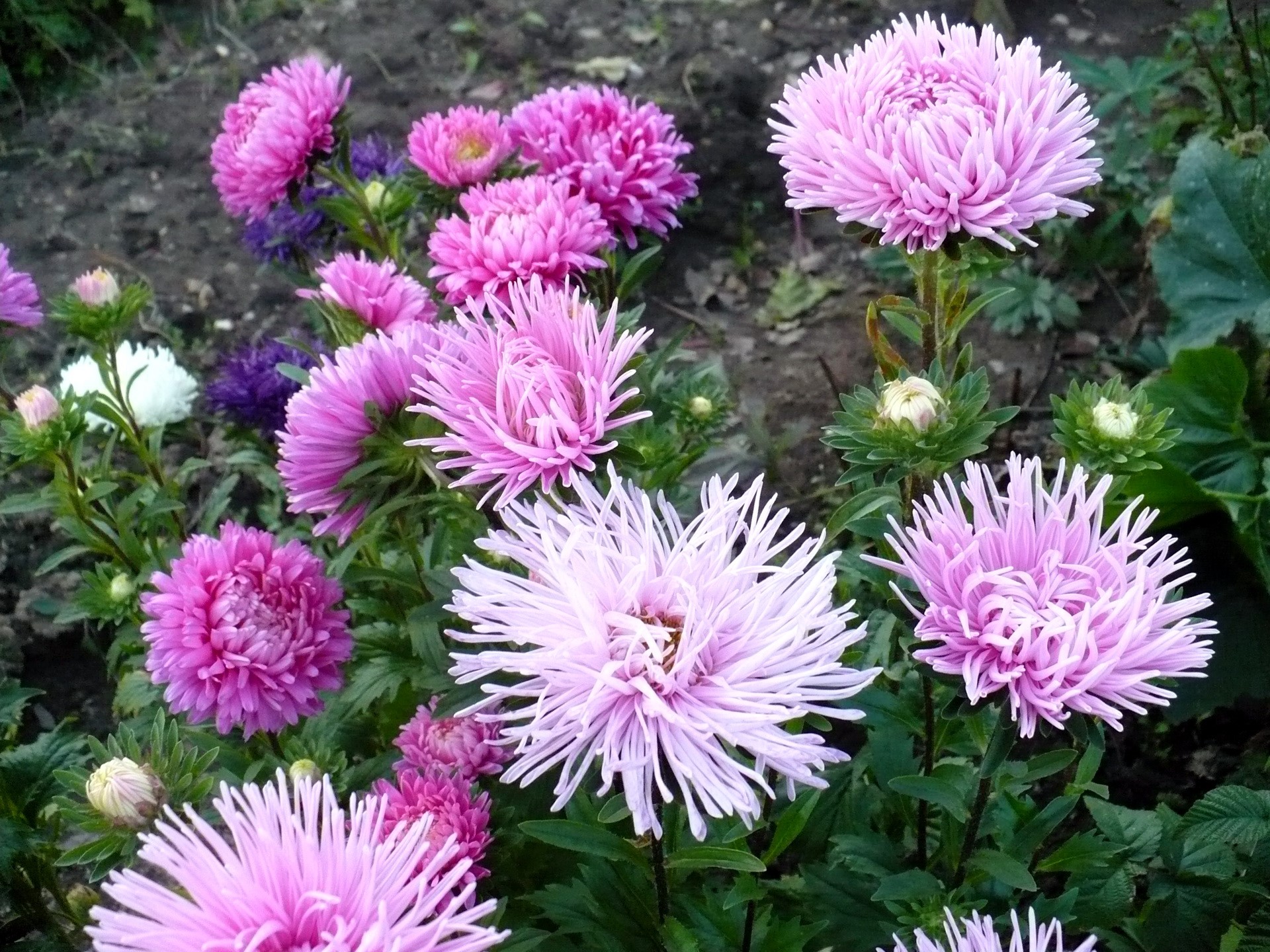 Pink and purple asters in a garden HD Wallpaper