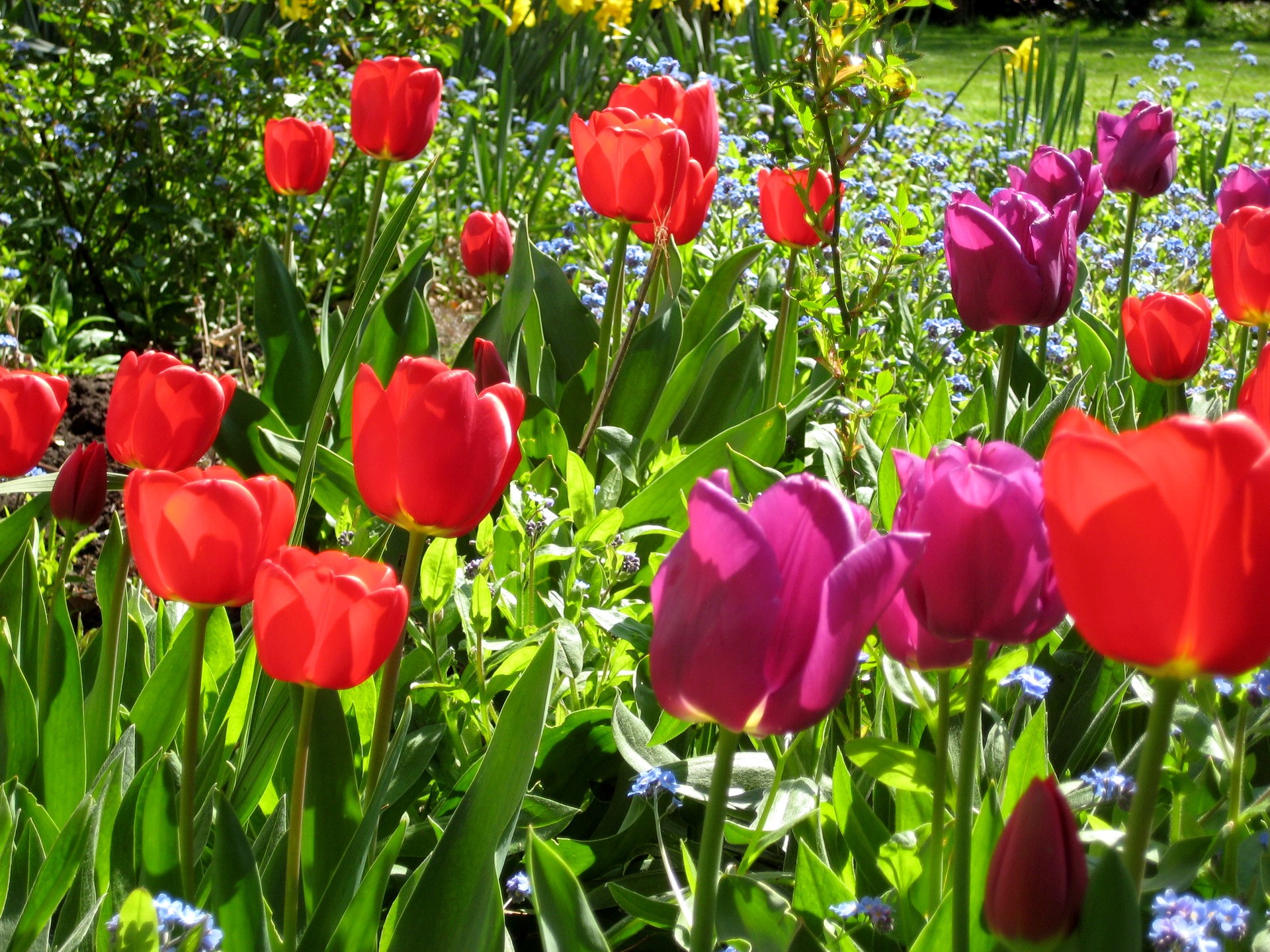 Red and purple tulips in a garden HD Wallpaper