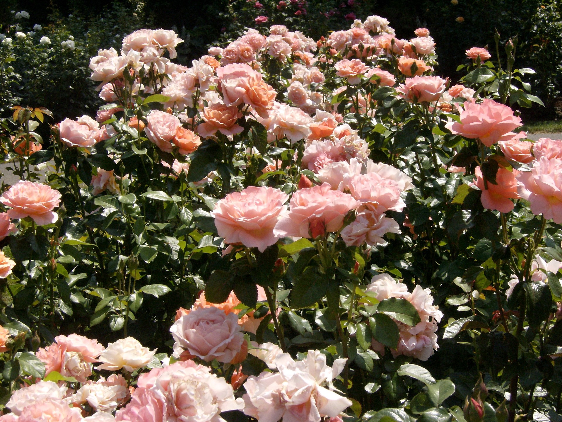 A bed of pink and peach roses in bloom HD Wallpaper