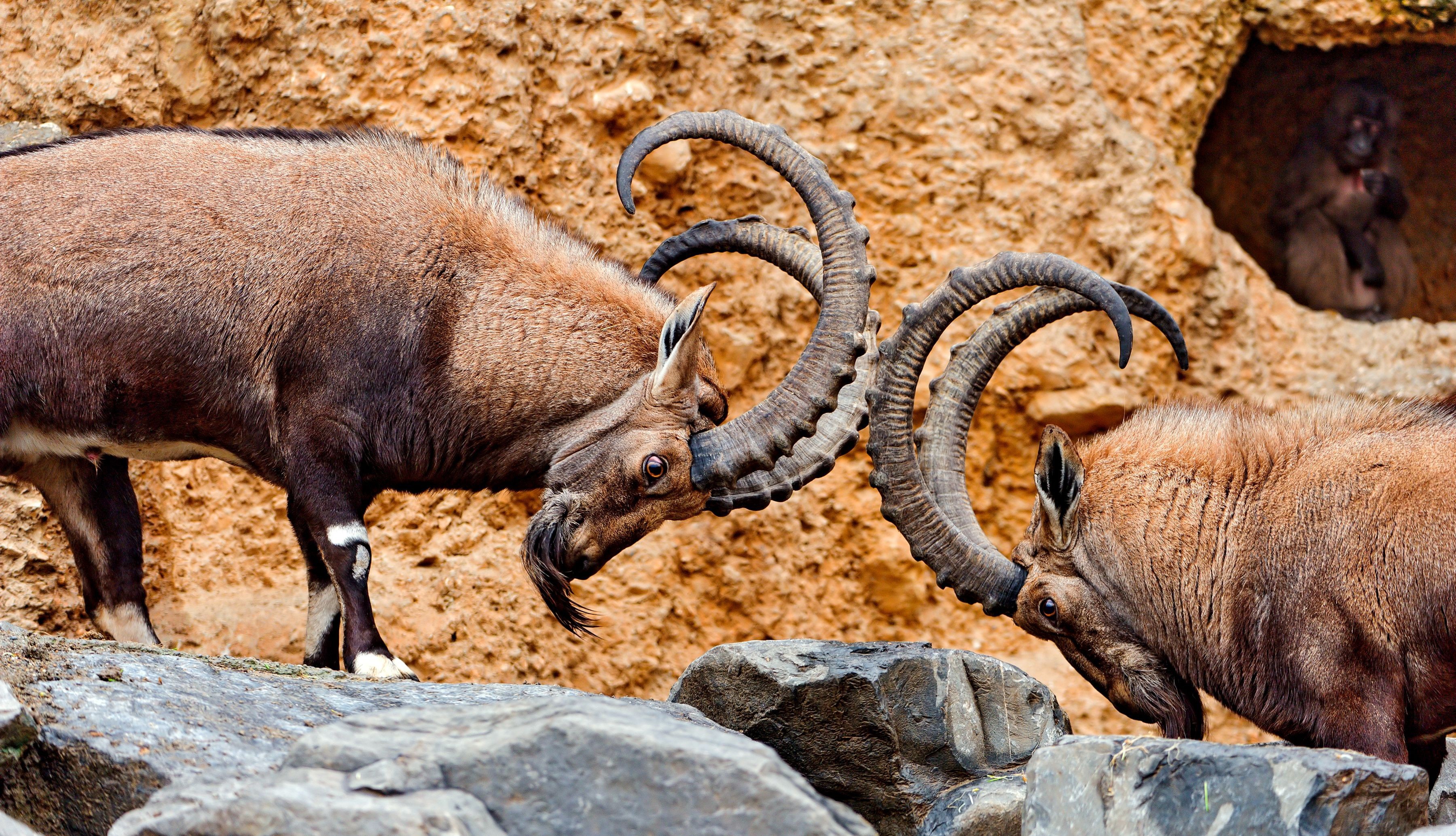 Two ibexes fighting with large horns HD Wallpaper