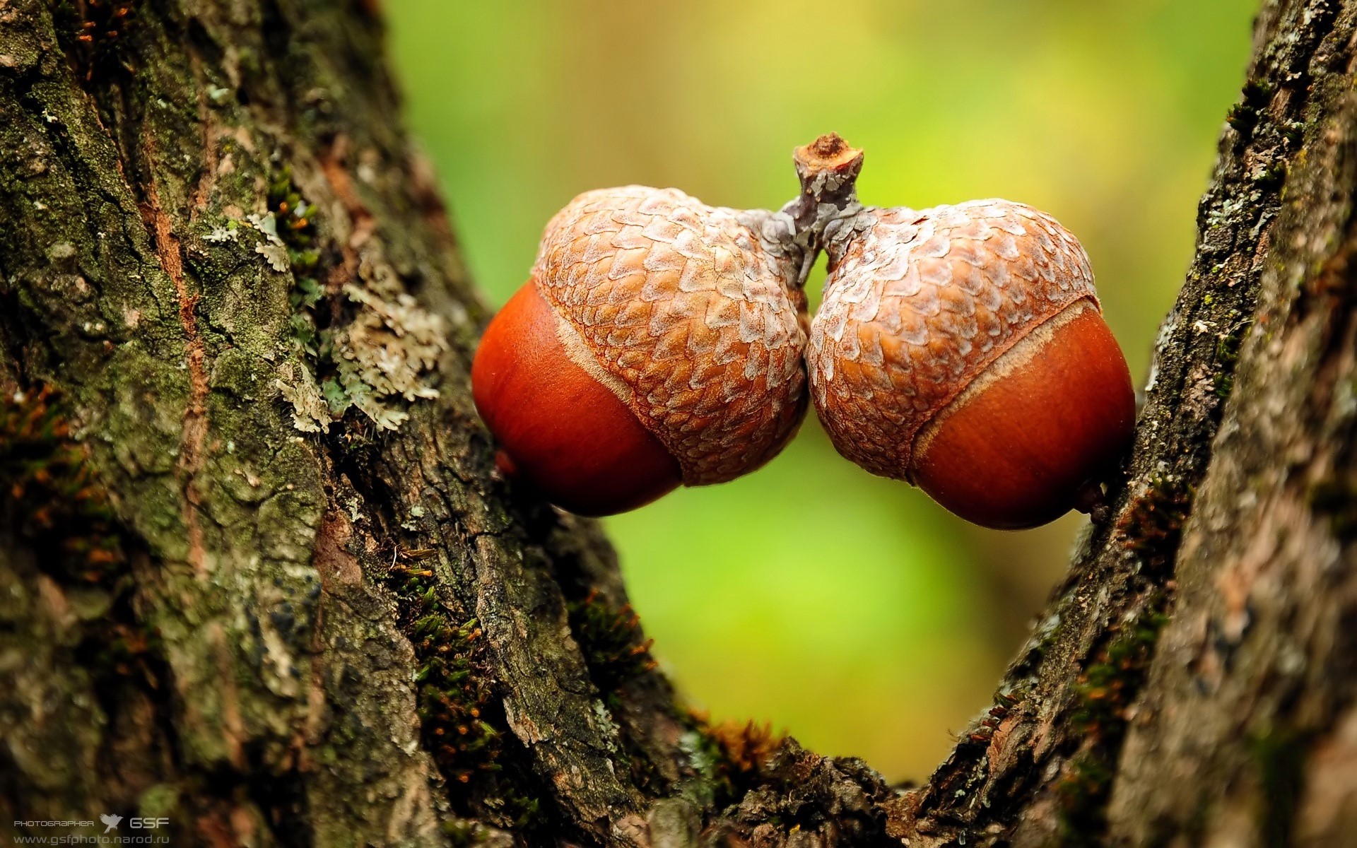 Two acorns on a tree branch HD Wallpaper