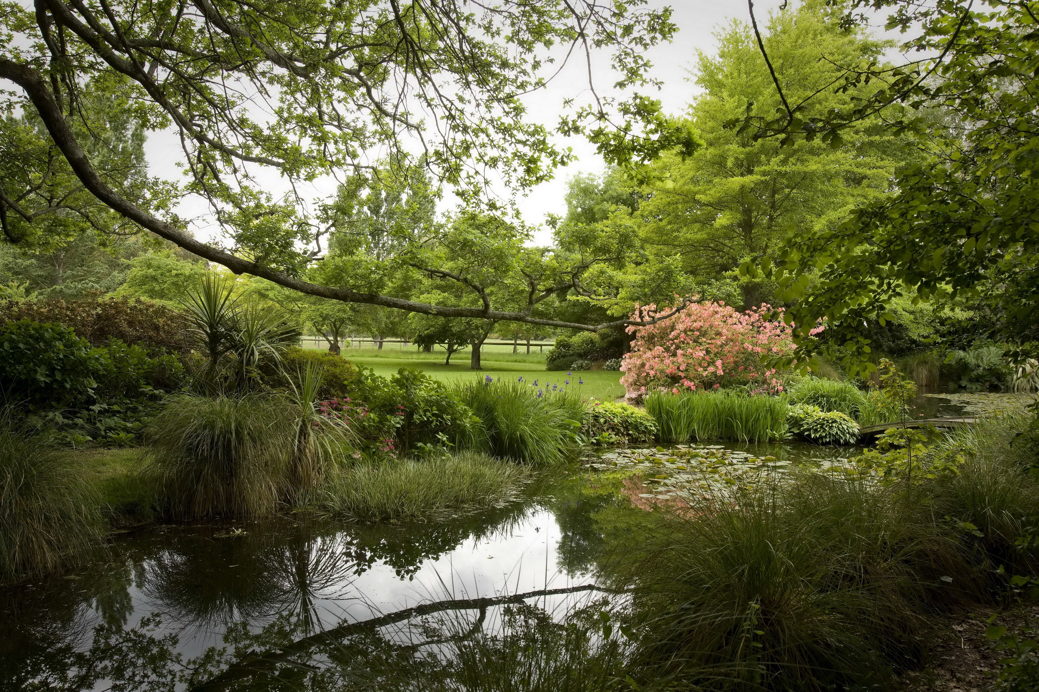 Garden pond with lush greenery and flowering bushes in New Zealand HD Wallpaper
