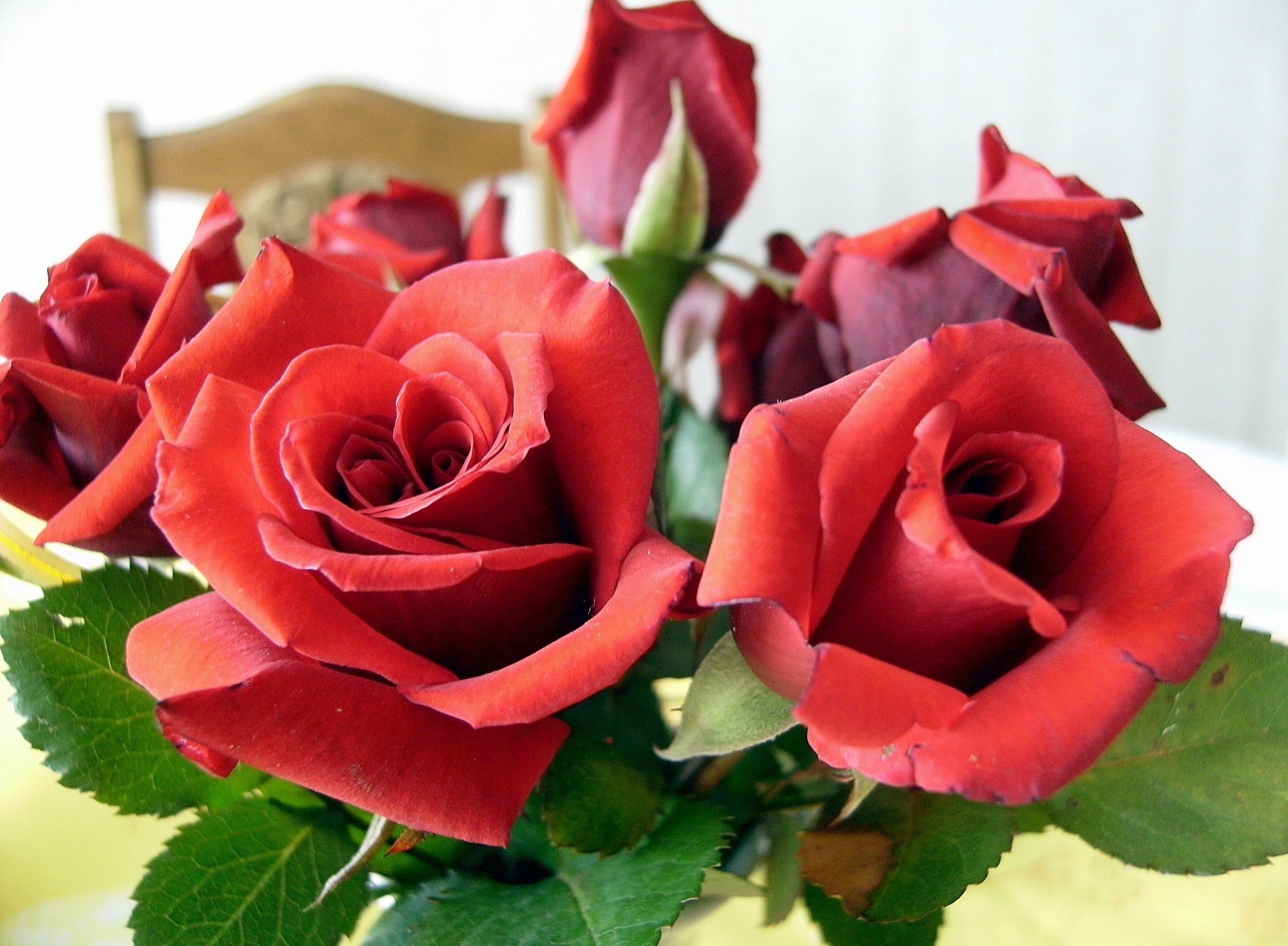 Red Roses HD Wallpaper