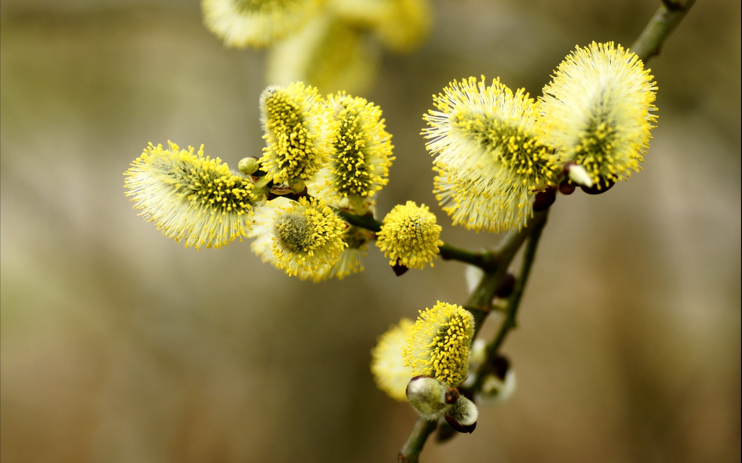Yellow Pussy Willow Catkins on a Branch HD Wallpaper