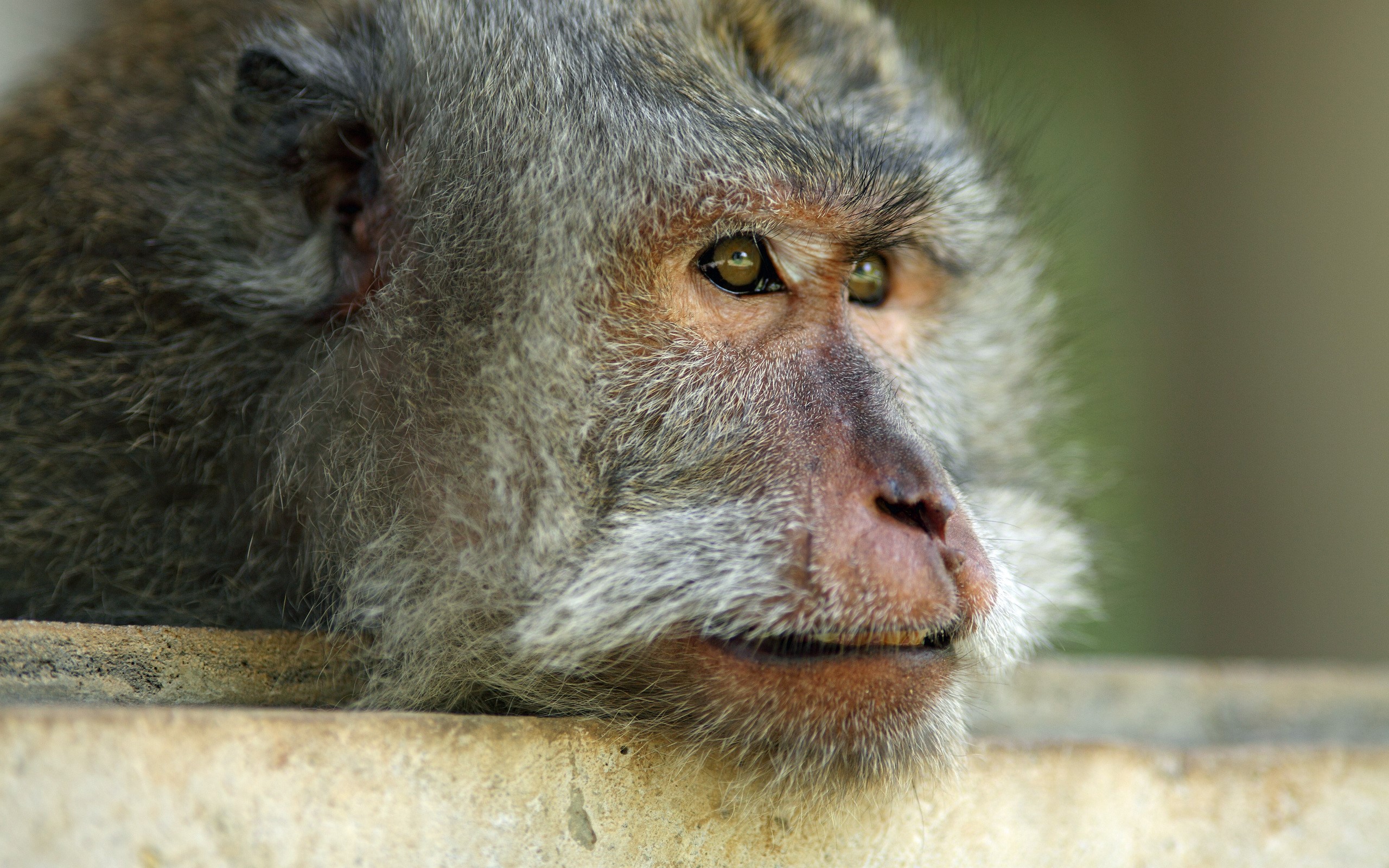 Close-up of a monkey's face HD Wallpaper