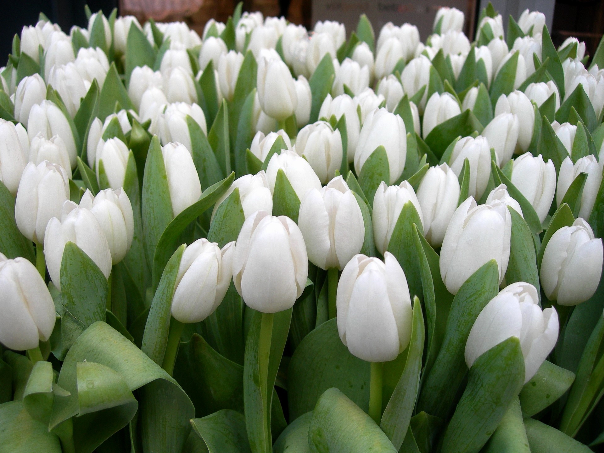A field of white tulips HD Wallpaper
