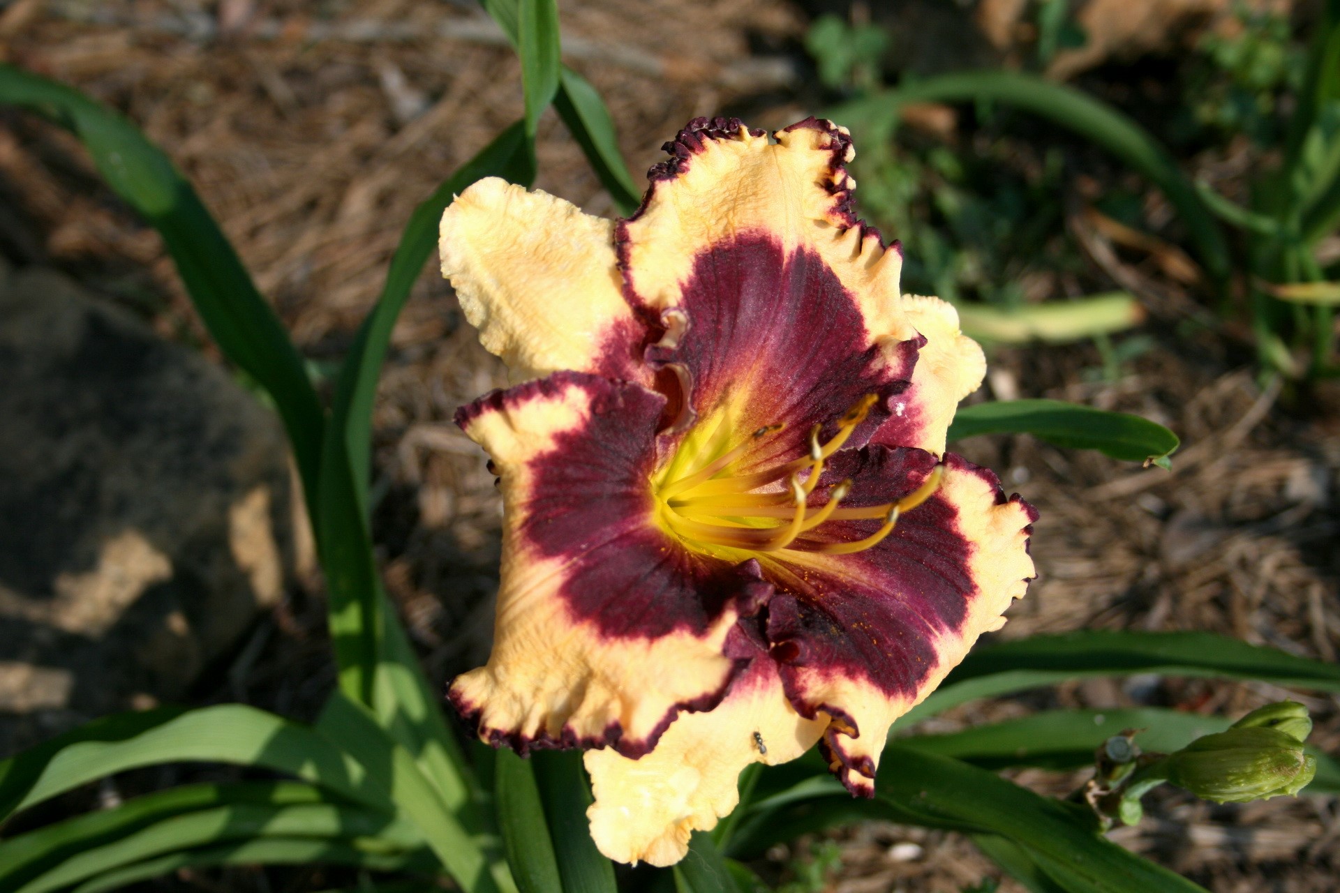 A Daylily with a Dark Purple and Yellow Bi-Color Bloom HD Wallpaper