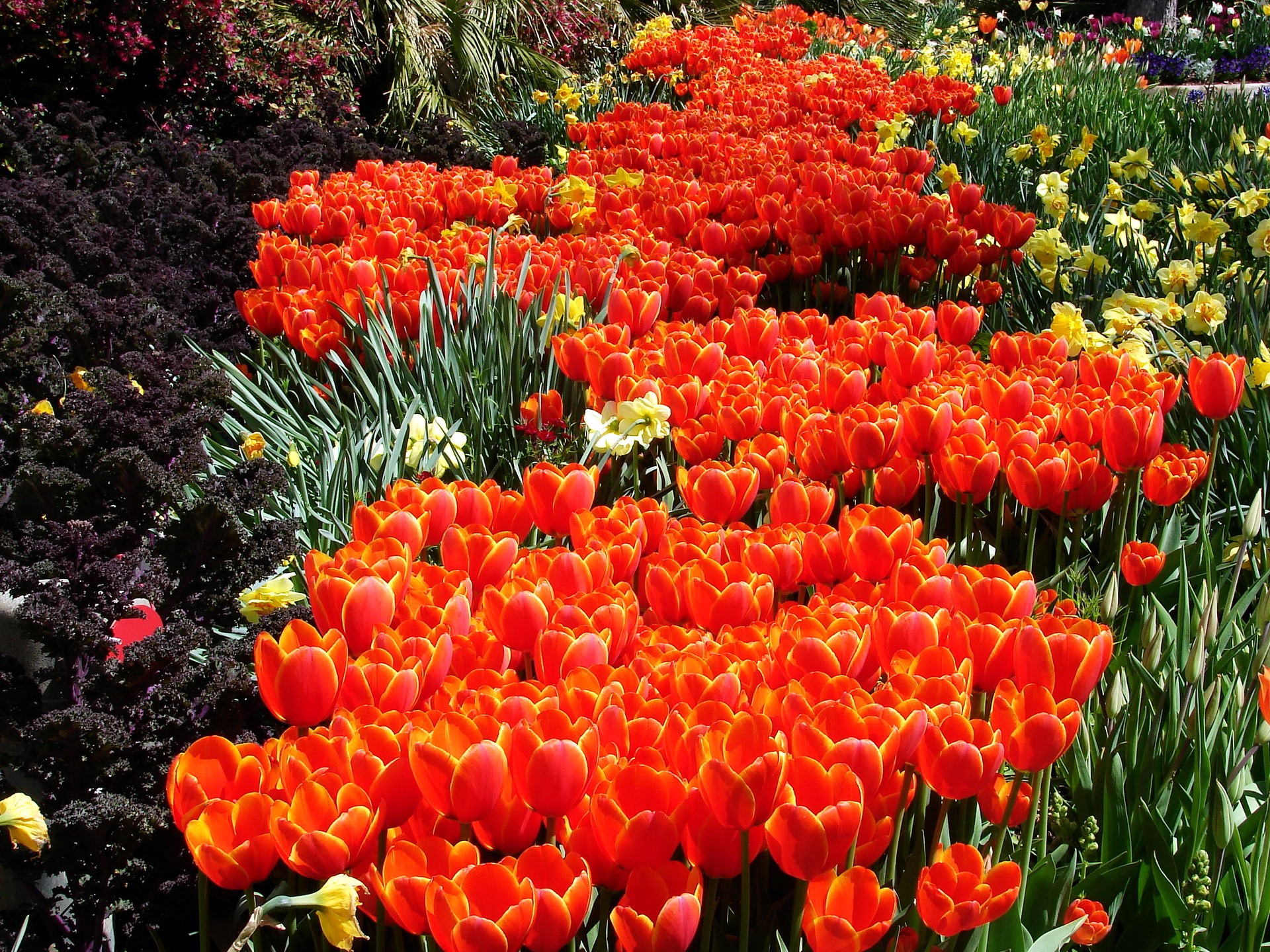 Field of Orange Tulips and Yellow Daffodils HD Wallpaper