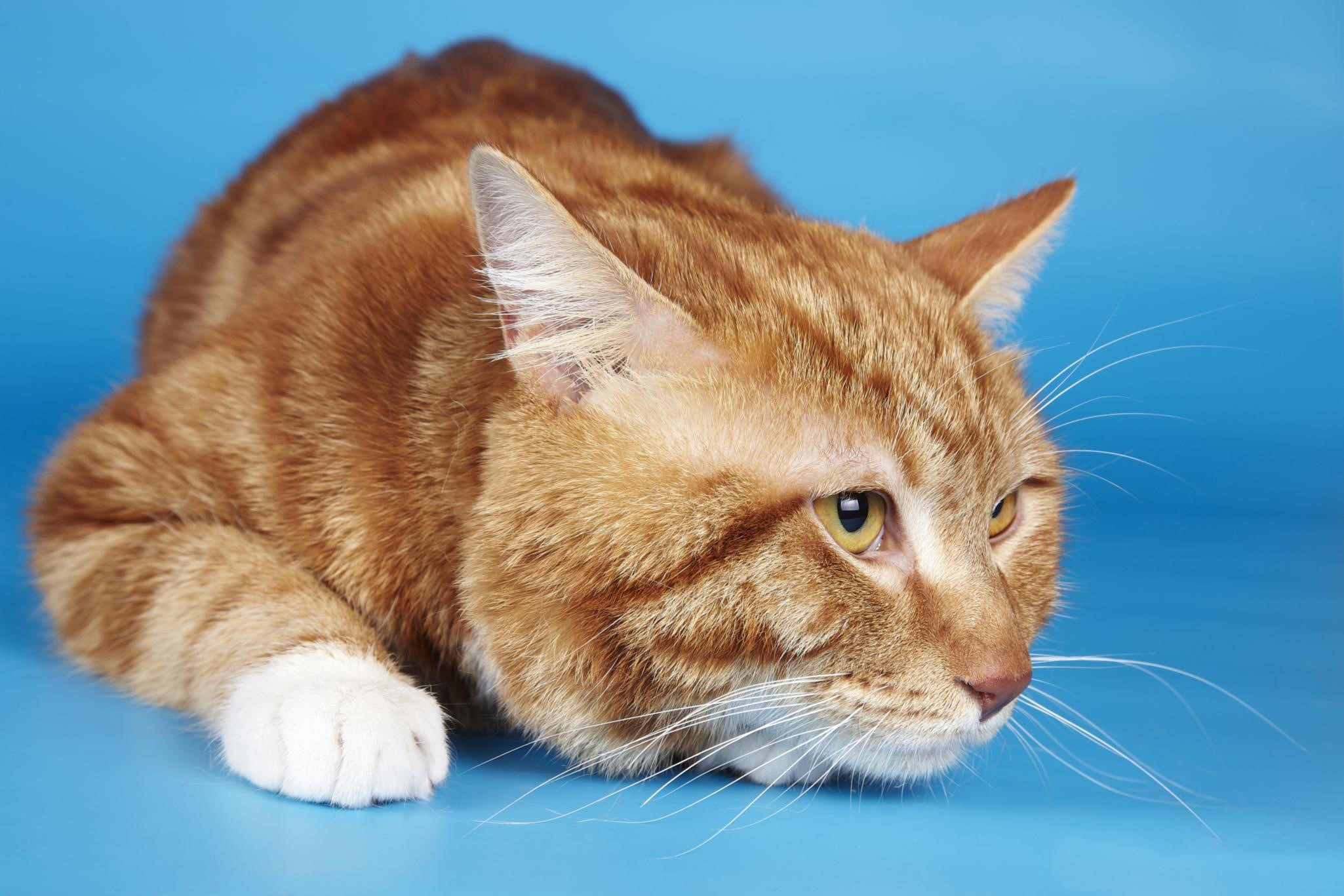 Orange tabby cat lying down HD Wallpaper