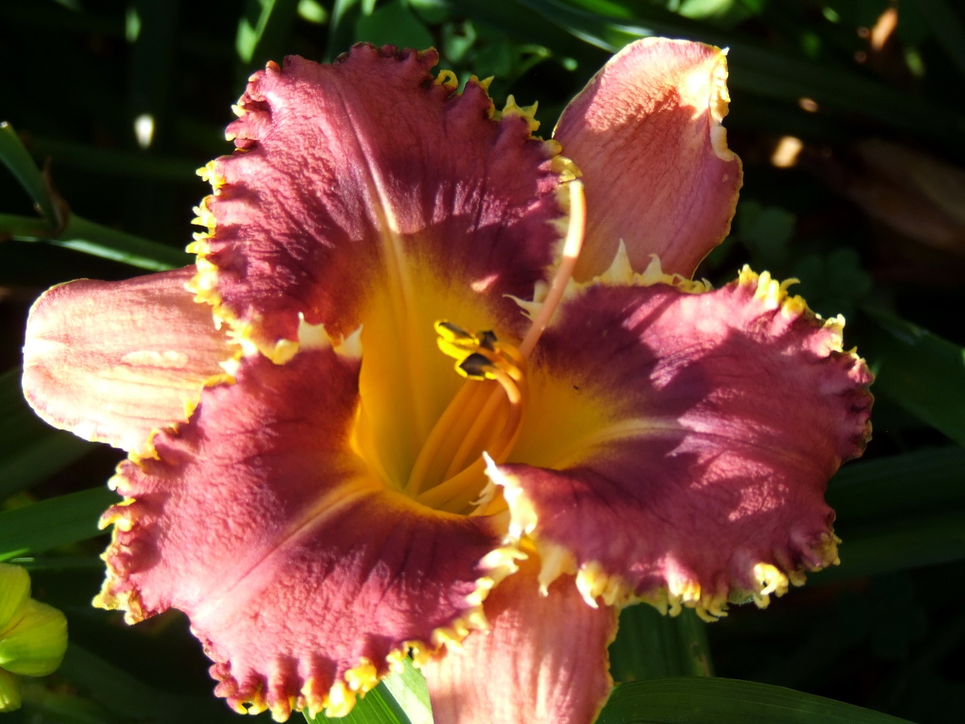 Close-up of a purple and yellow daylily flower HD Wallpaper
