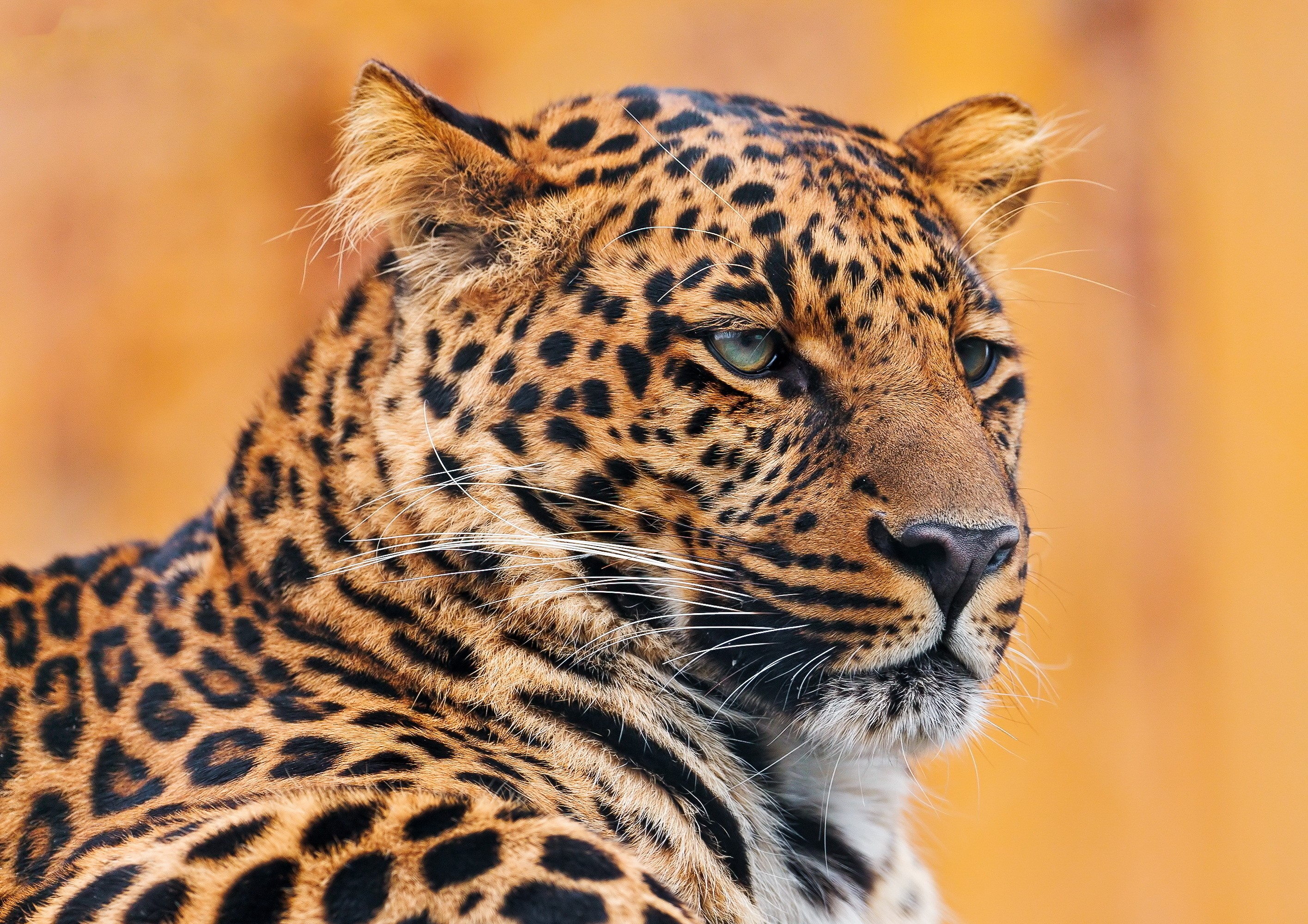 Close-up of a leopard's face HD Wallpaper