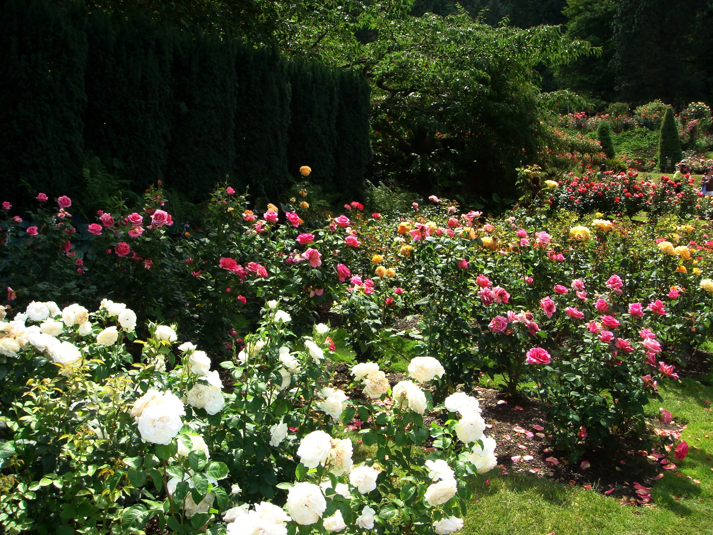 Rose garden with white and pink roses HD Wallpaper